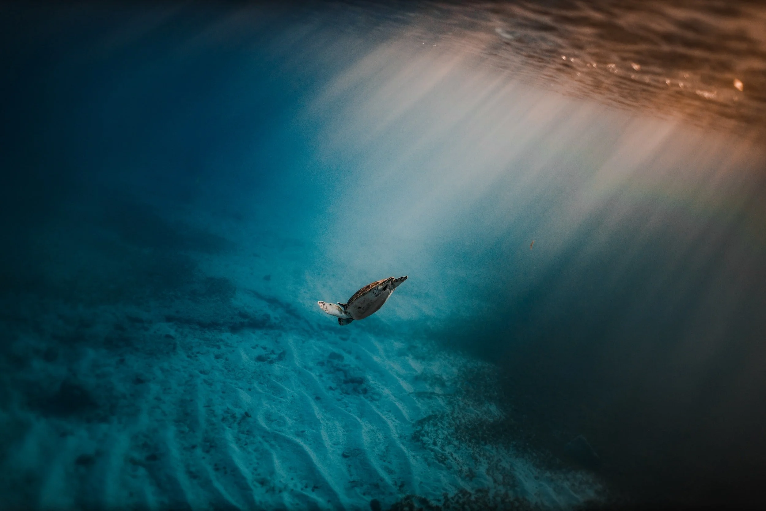 unsplash-image-M0fZzkiioI0.jpg