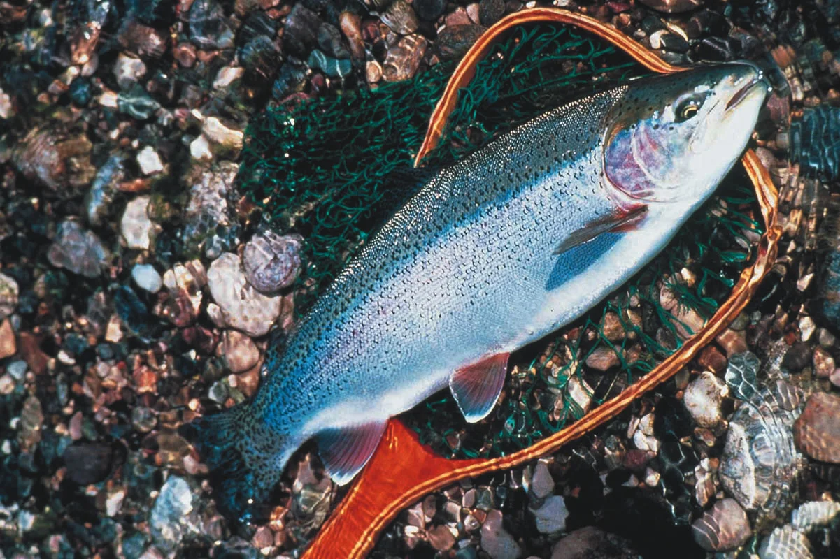 fish20.jpg