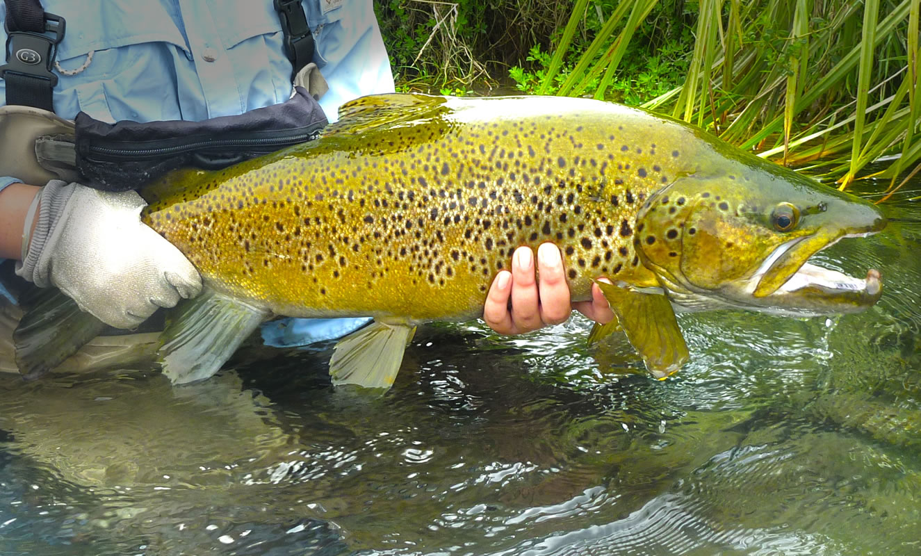 brown 1.jpg