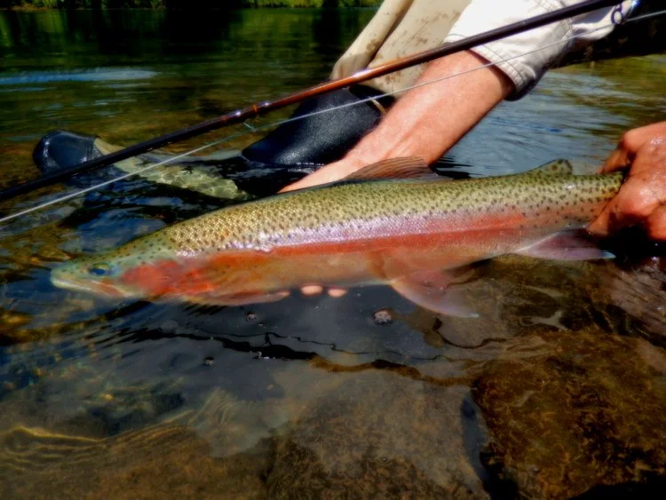 fish.jpg