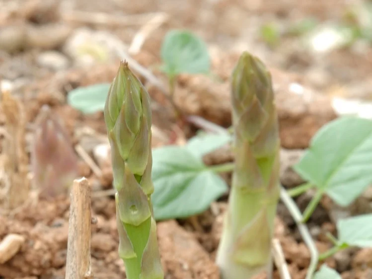 ASPARAGI.jpg