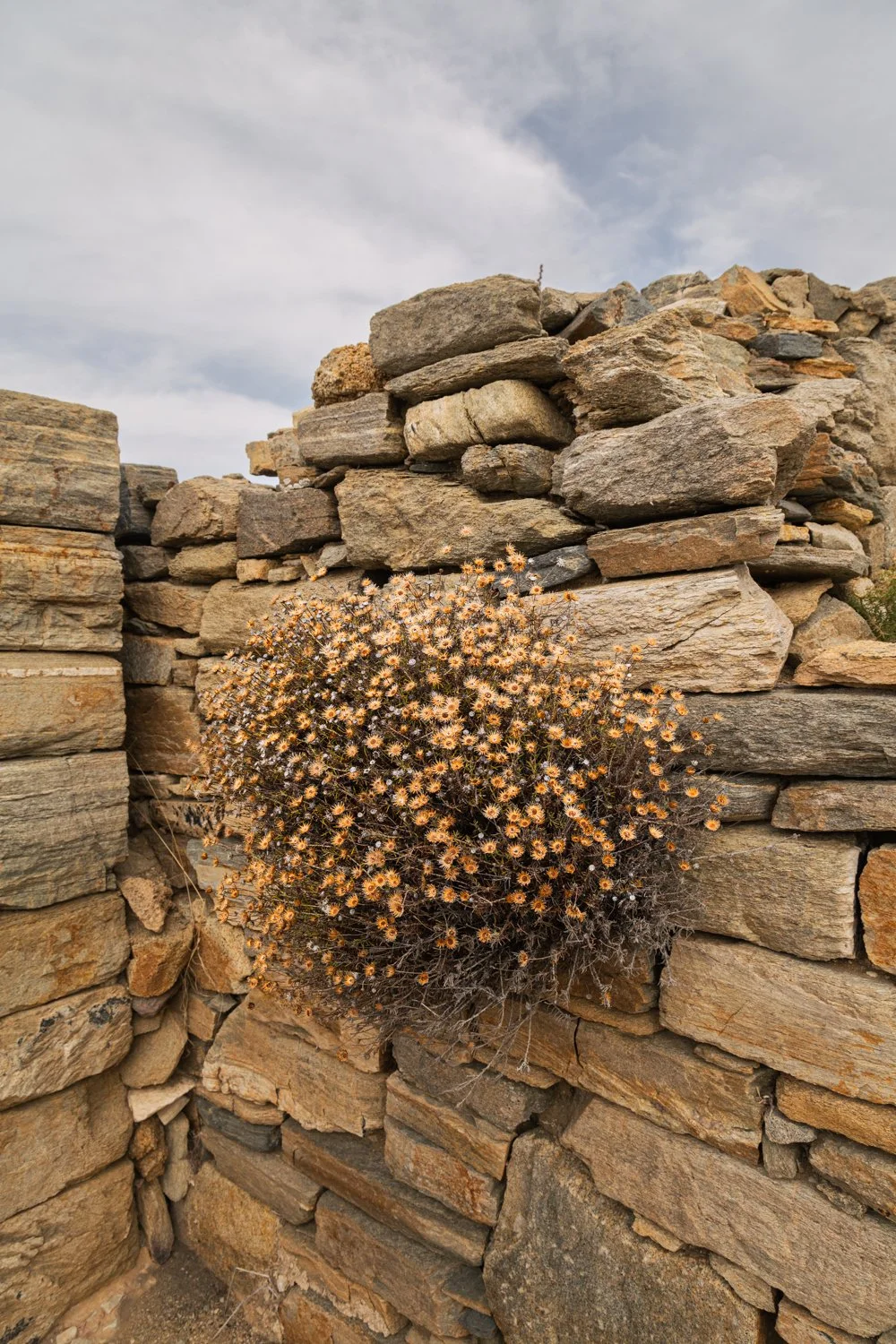 Delos Flowers