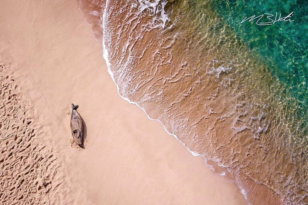 POWER-NAP // An endangered Hawaiian Monk Seal takes a nap and soaks up the sun on a beautiful day on O&rsquo;ahu.