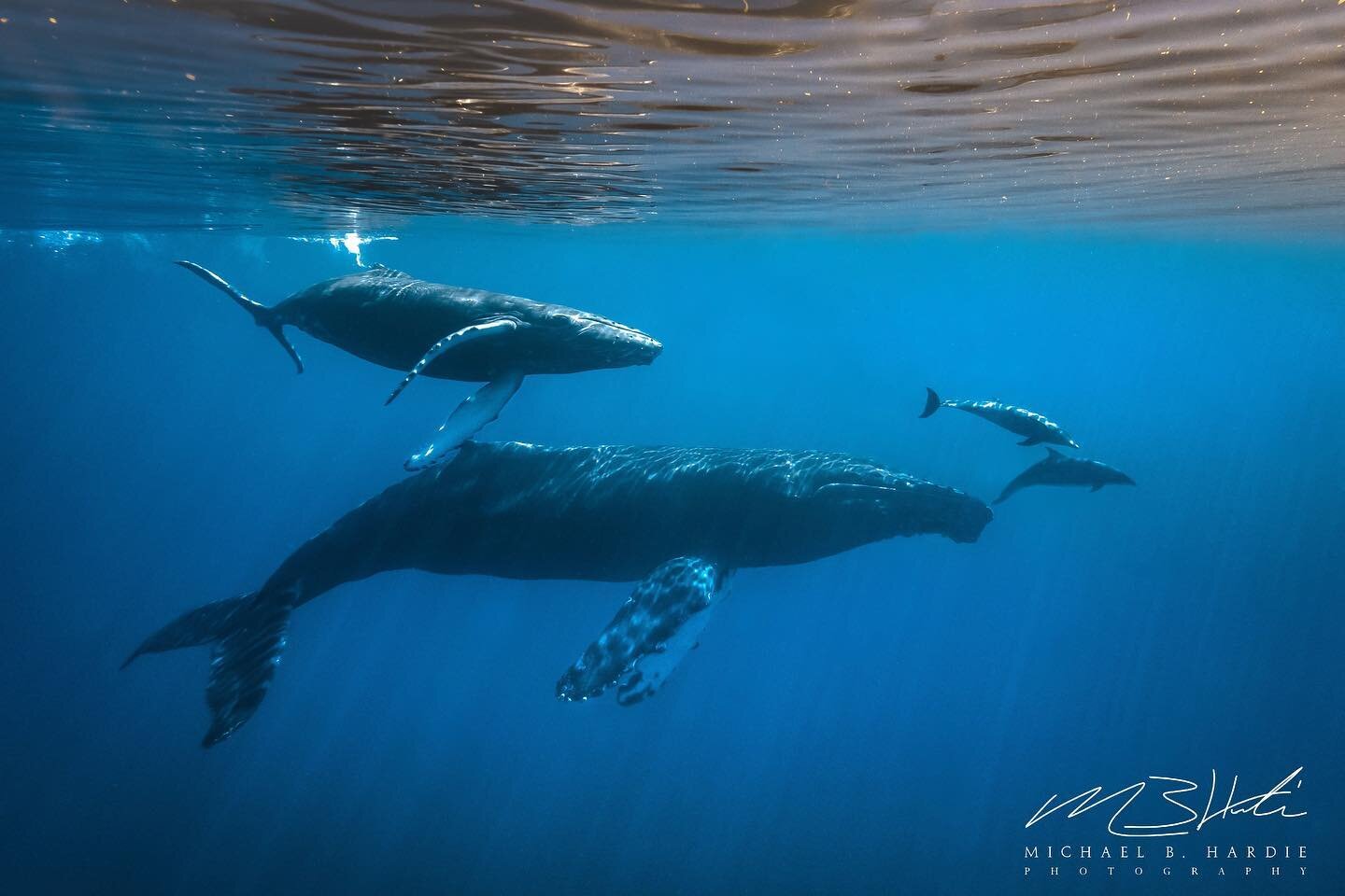 Black Fish, Blue Fish, Old Fish, New Fish

On #worldwhaleday , I can think of no better image to share than this. One of the most spectacular moments of my life was when I took this shot. I couldn't believe my eyes when this Humpback mother brought h