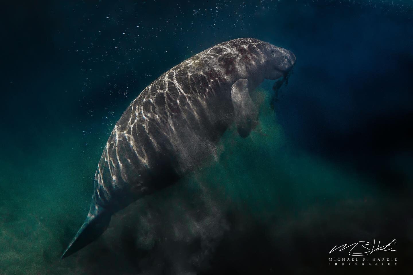 Sirenia

The Manatee has always fascinated me.  I&rsquo;ve dreamed of encountering them in their Florida habitat for years and finally got the chance.  It was fleeting and in very murky water but my first experience was something I&rsquo;ll never for