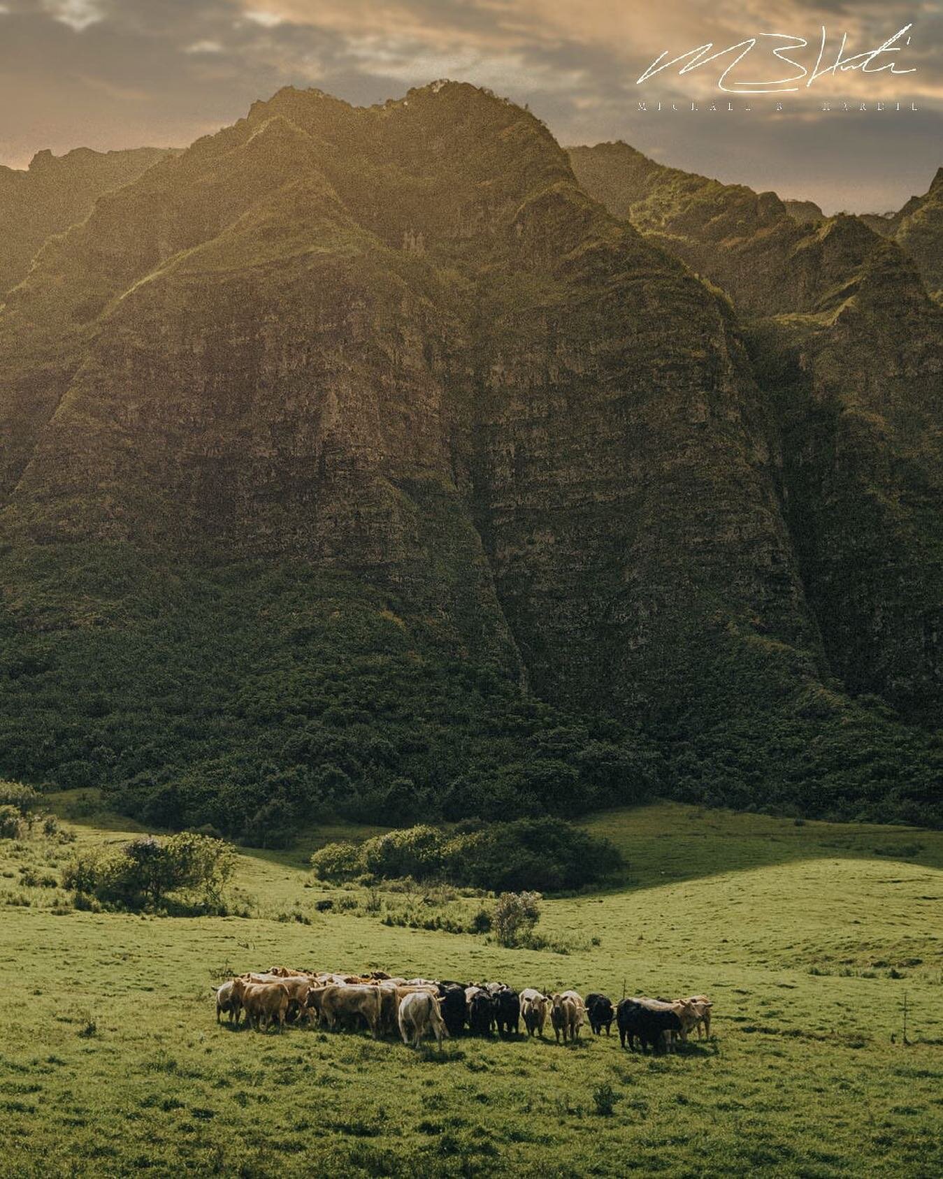 Gathering Place

Bovine gather underneath beautiful ridges at Kualoa Ranch, the filming location of many movies including Jurassic Park.