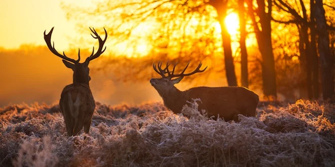 Deer.jpg
