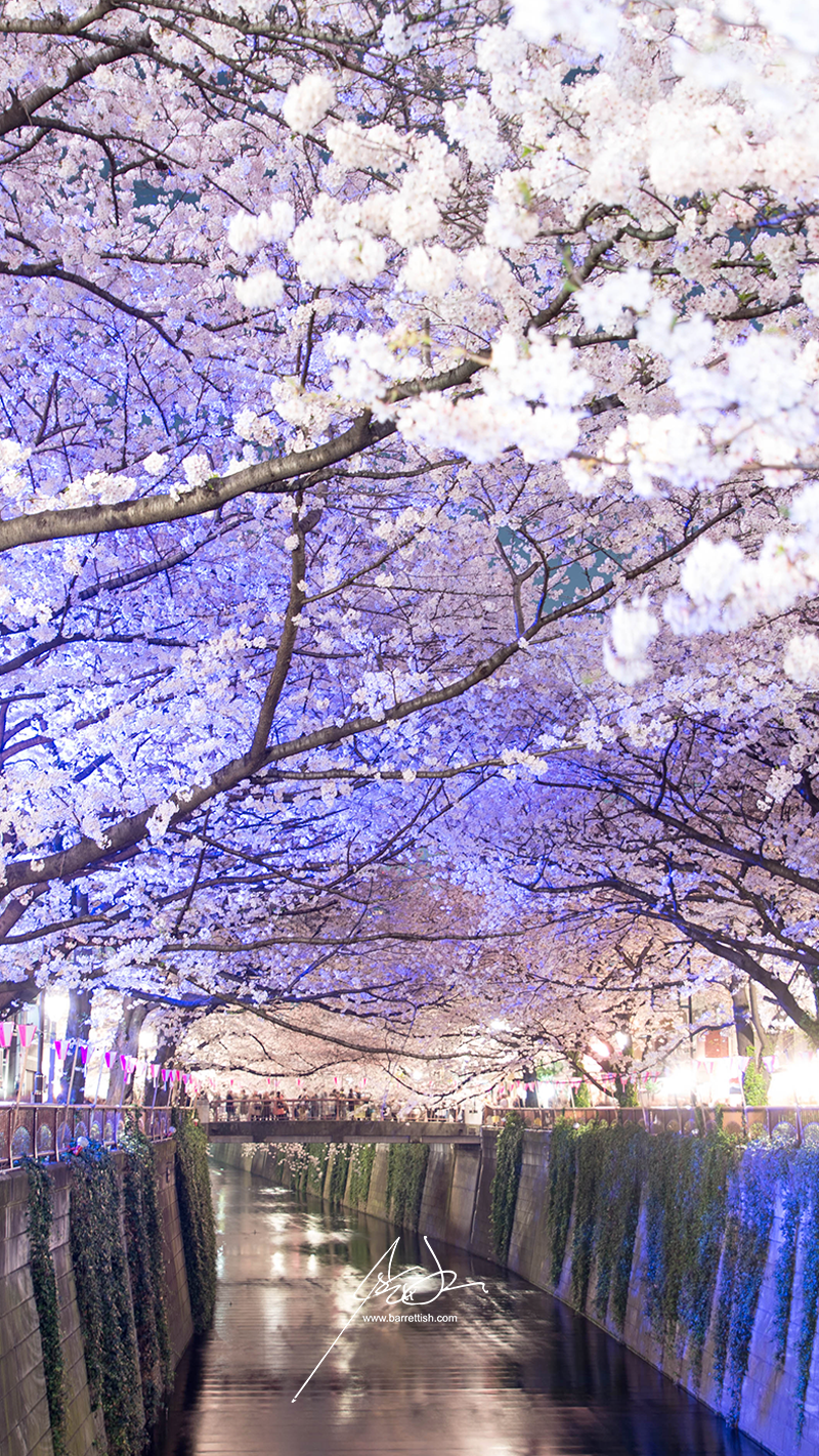 Free Japanese Cherry Blossom Smartphone Wallpapers — Barrett