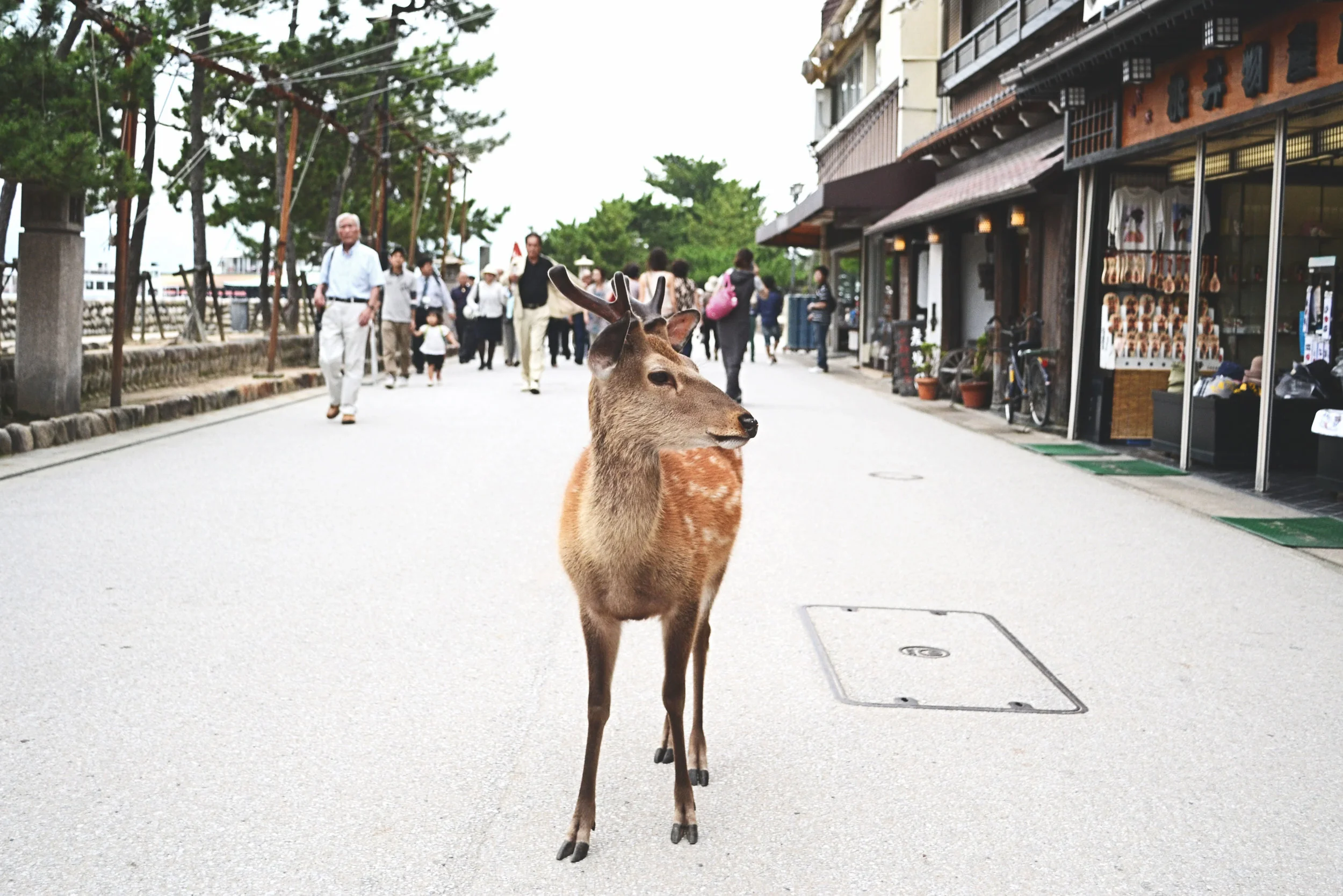A deer at Miyajima