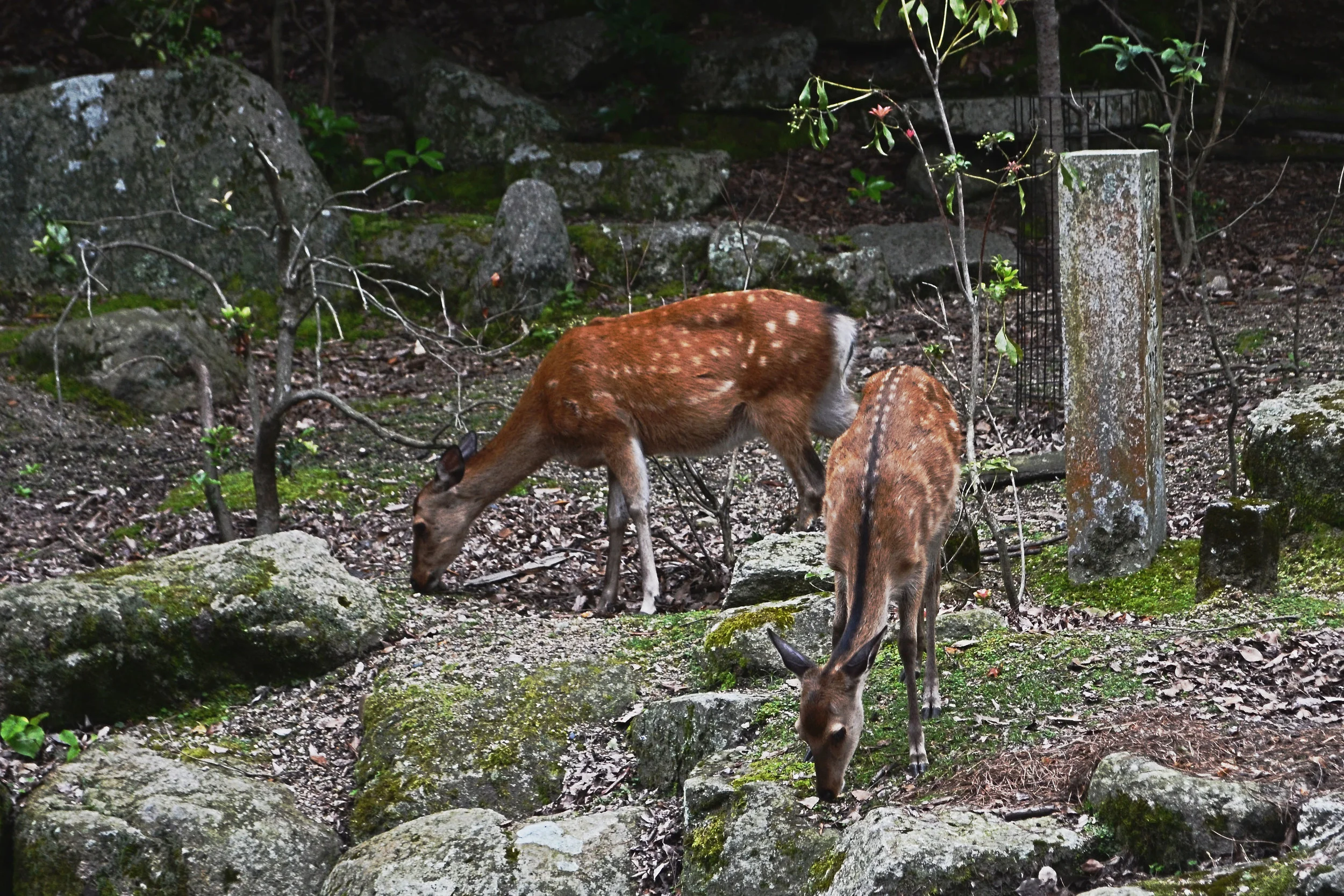 Deer at Miyajima