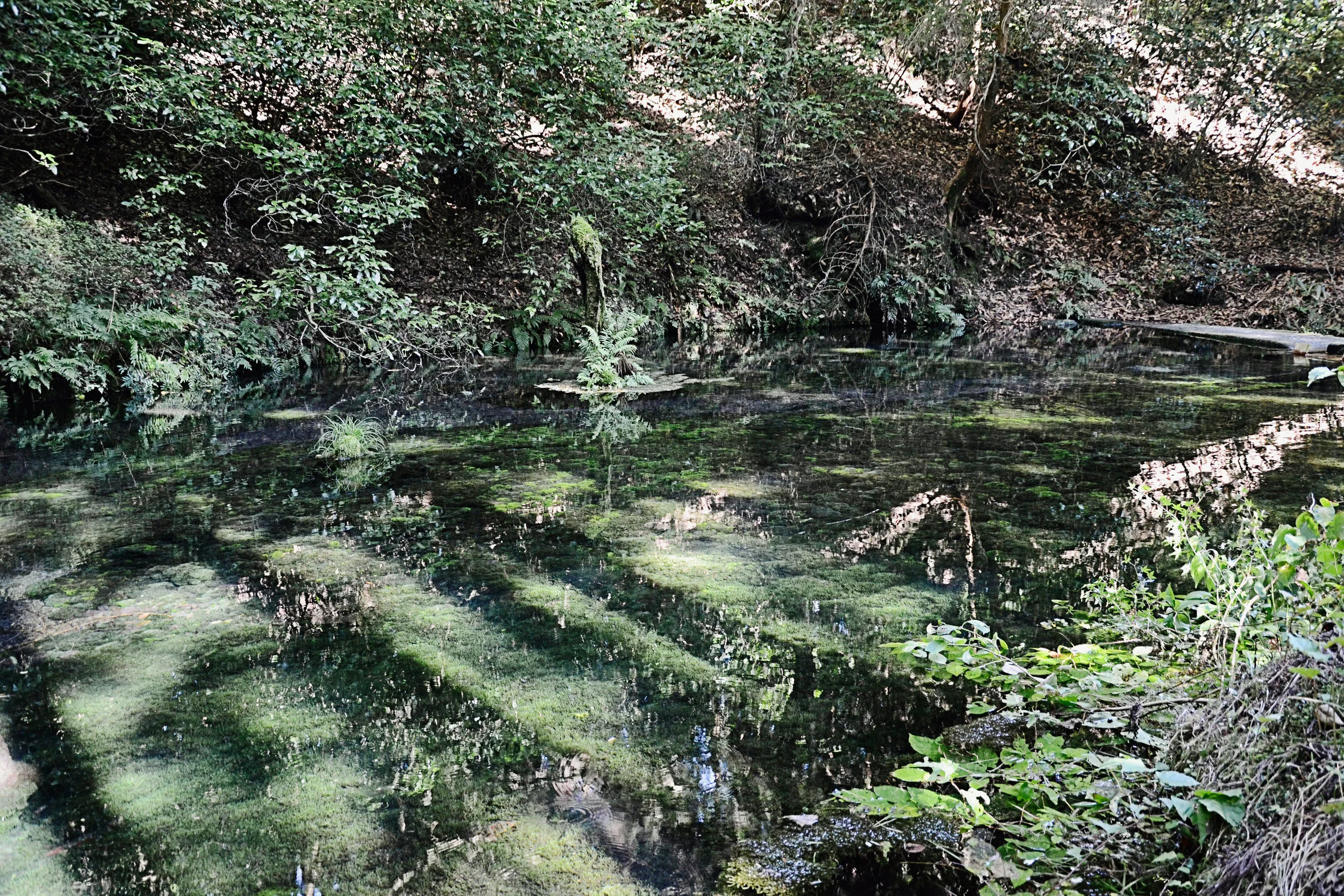 Clear waters at Ikeyama Suigen freshwater spring