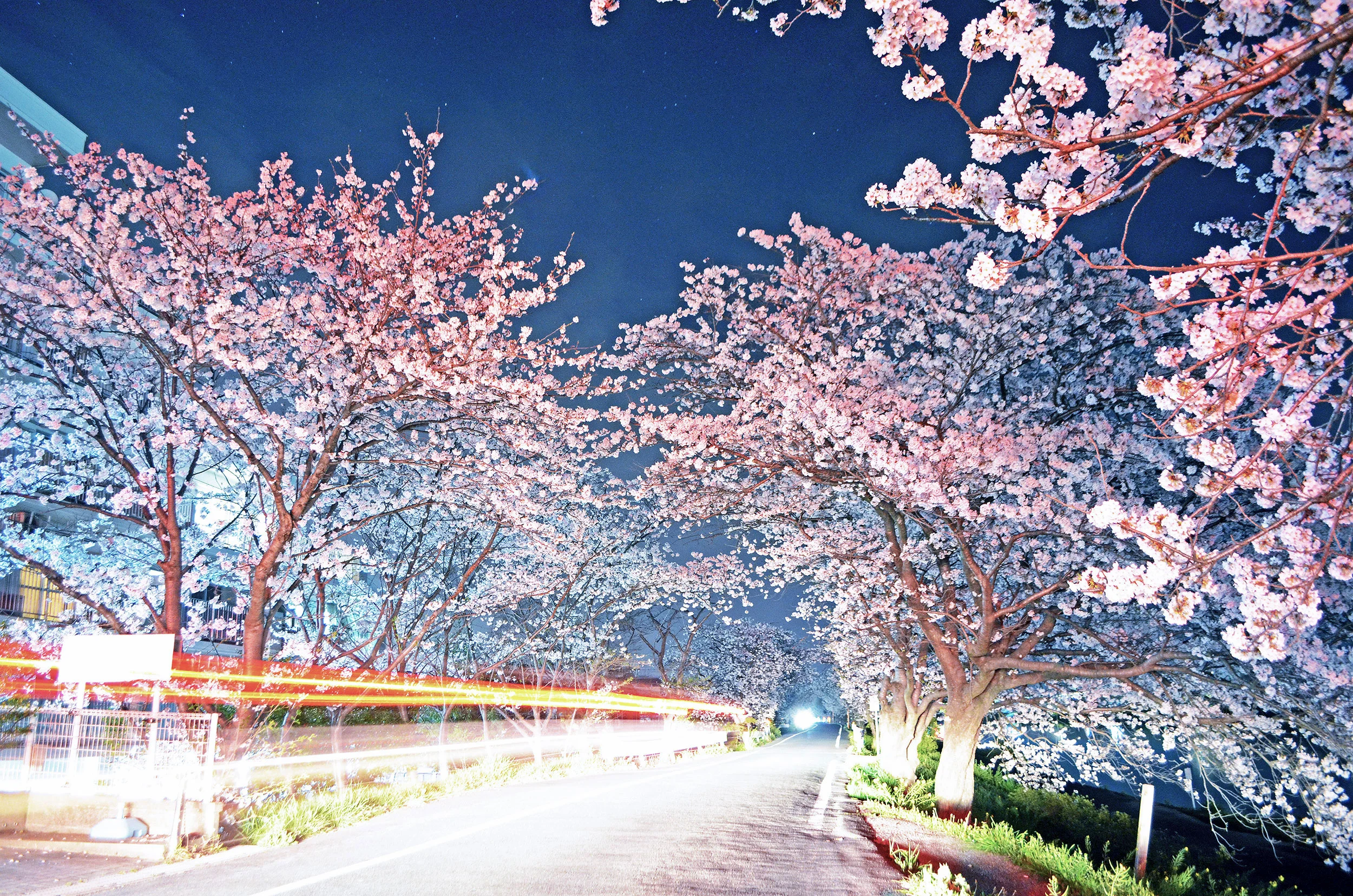A car passing under cherry blossom sakura trees along the Imagawa river in Yukuhashi, Fukuoka