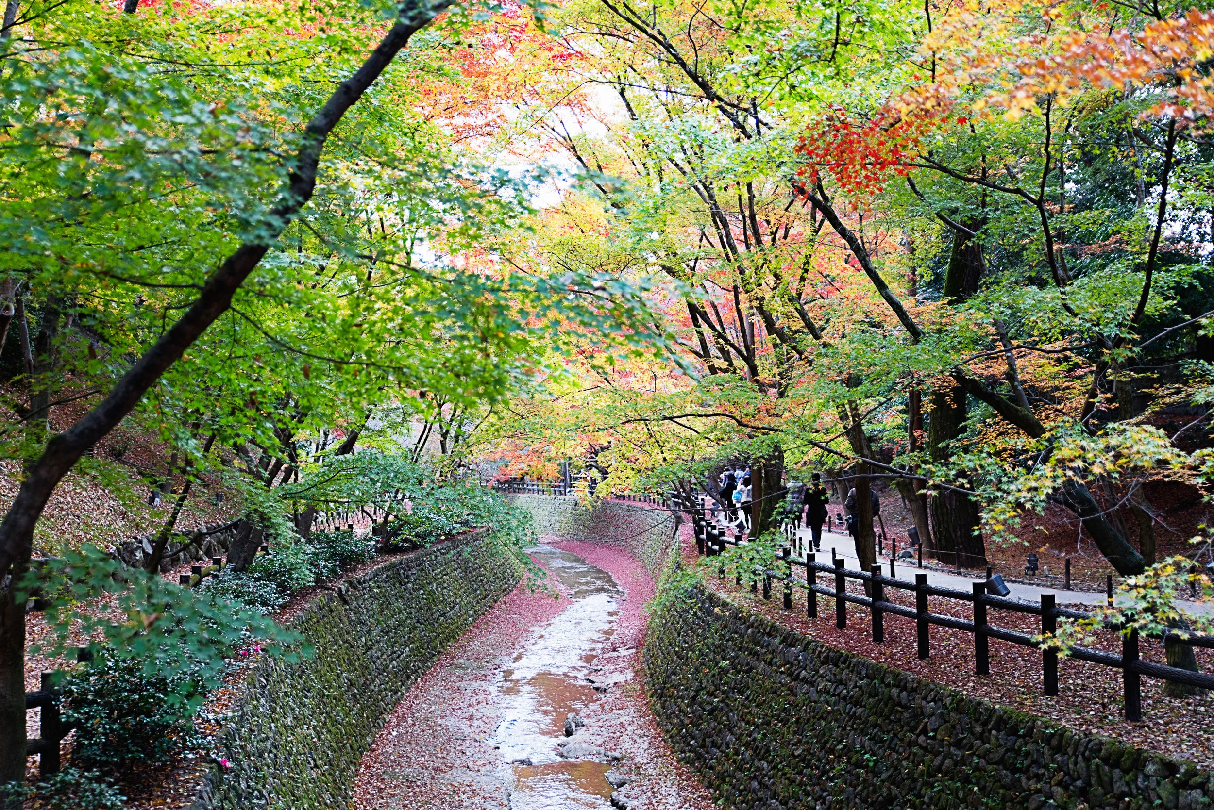 Fall leaves around Kitano tenmangu shrine in Kyoto