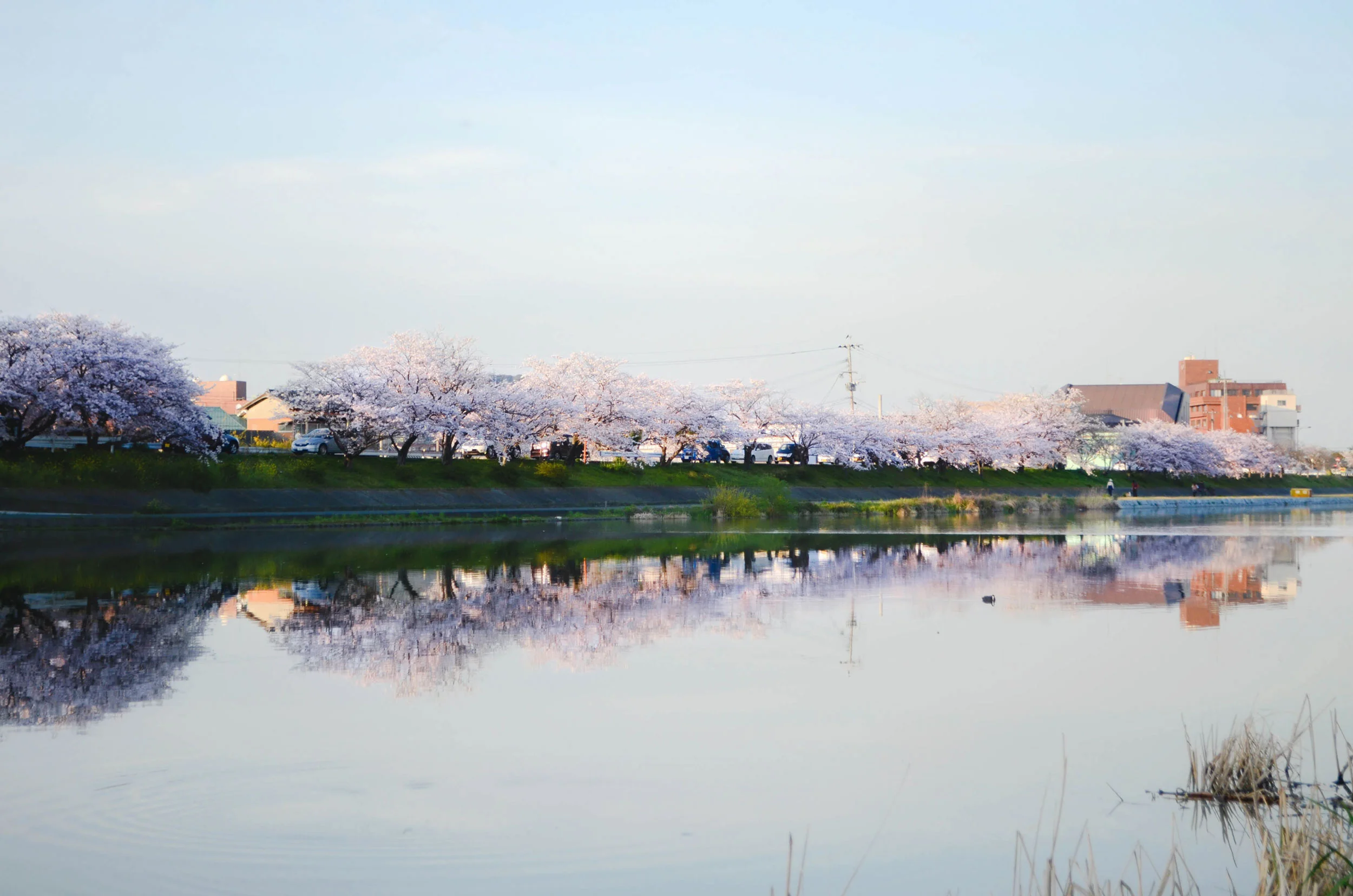 The Imagawa river in the afternoon. The grass alongside it provides nice picnic areas.