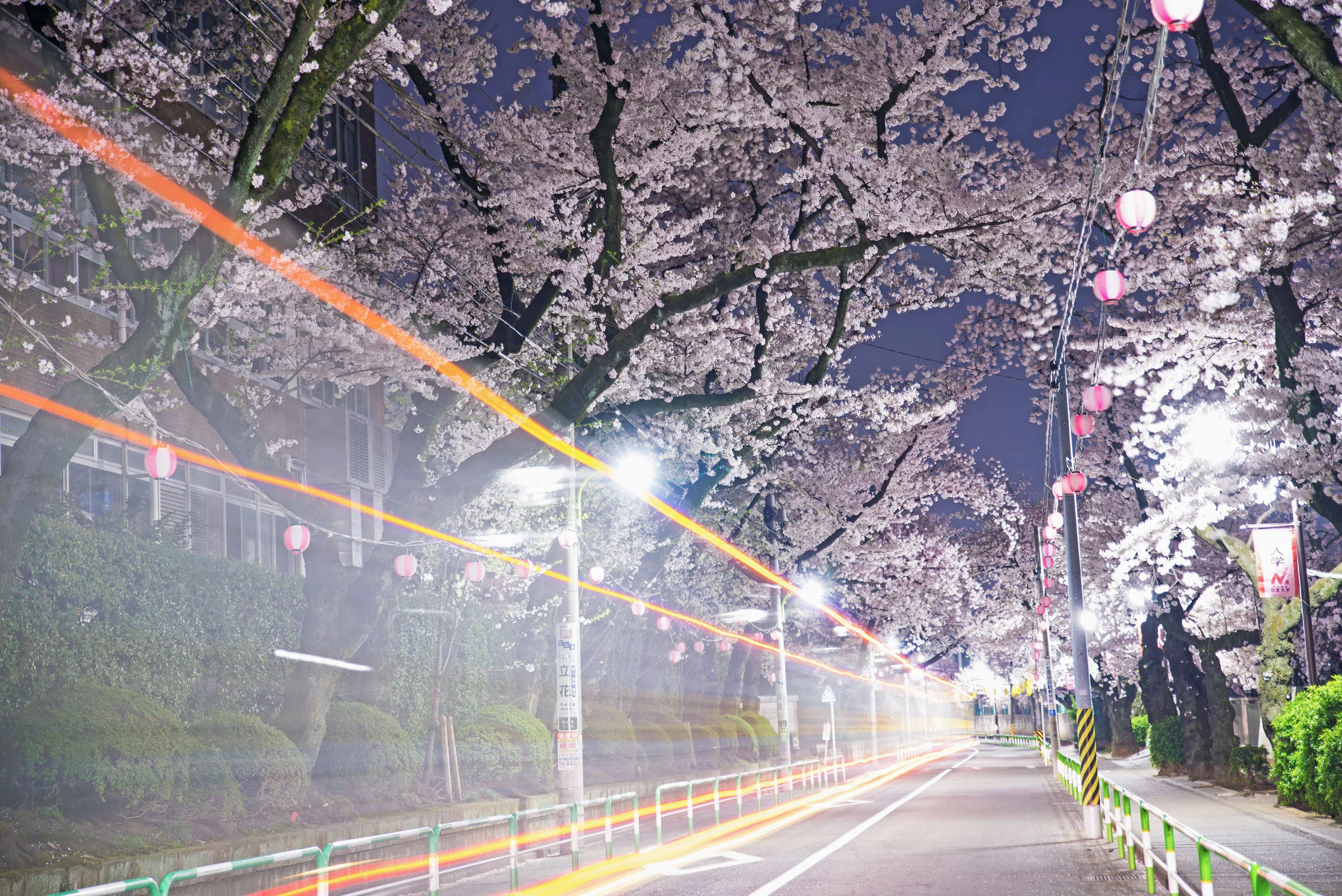A tunnel of cherry blossoms near Nihon University in Shimotakaido