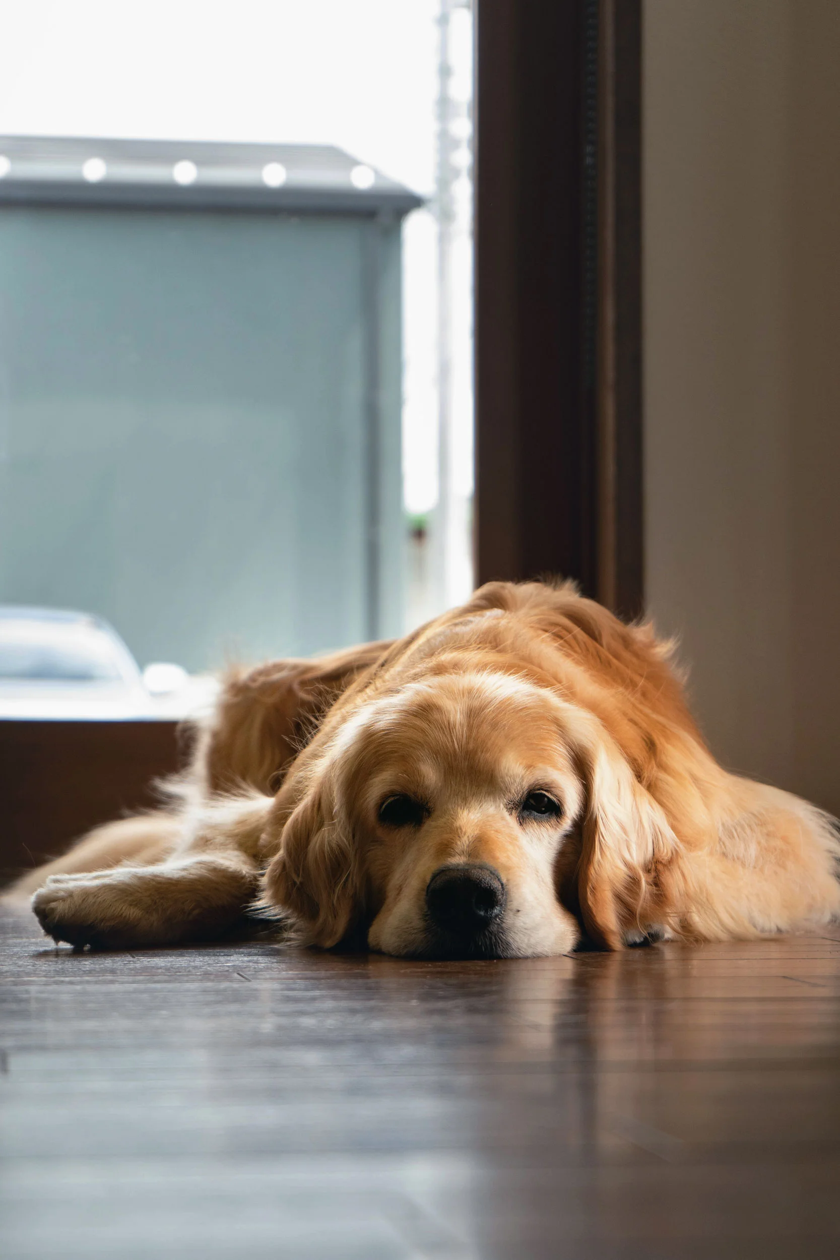 The late Ikeda Winery family dog, Emma, an older former breeder.