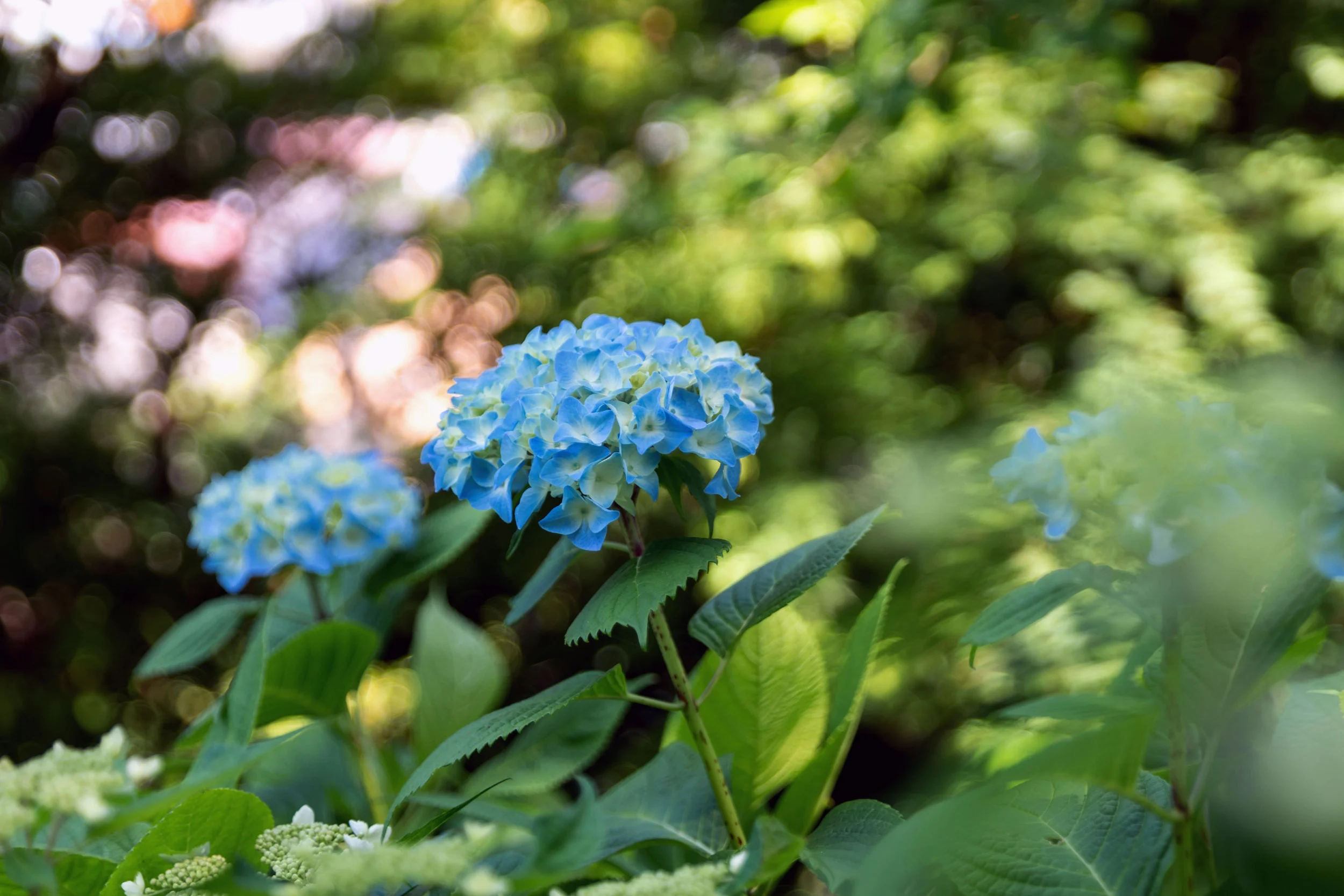Ajisai flowers (Hydrangea), popular in late spring/early summer, on the Hase-dera temple grounds