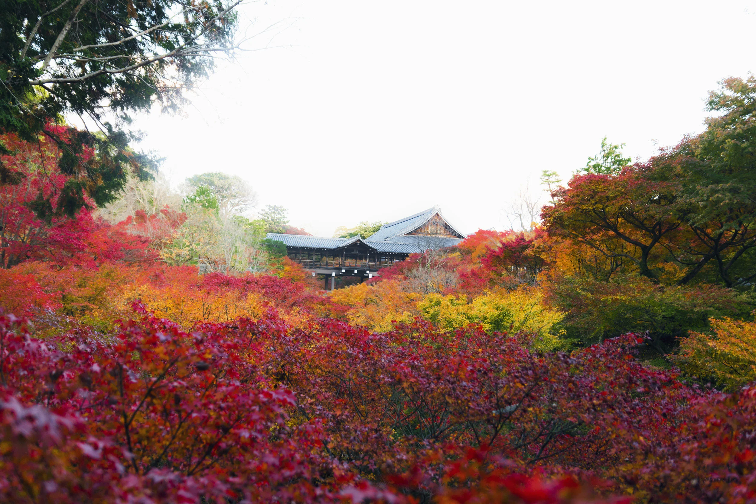 The fall leaves near Tsutenkyo Bridge at Tokufu-ji in Kyoto