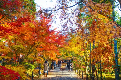Where Are The Best Places To See Fall Leaves In Kyoto 6 Must Visit Locations Barrett