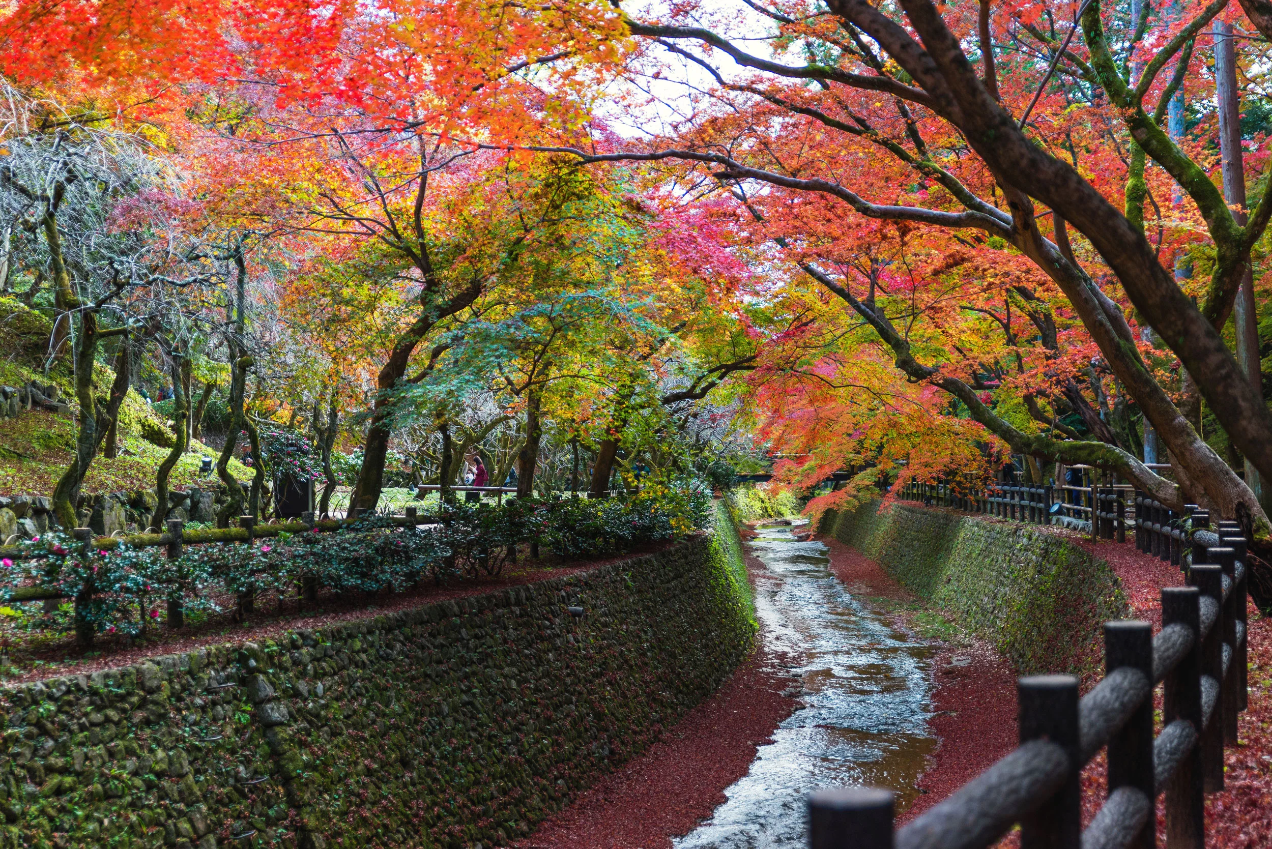 Fall leaves over a canal near Kitano Tenmangu in Kyoto