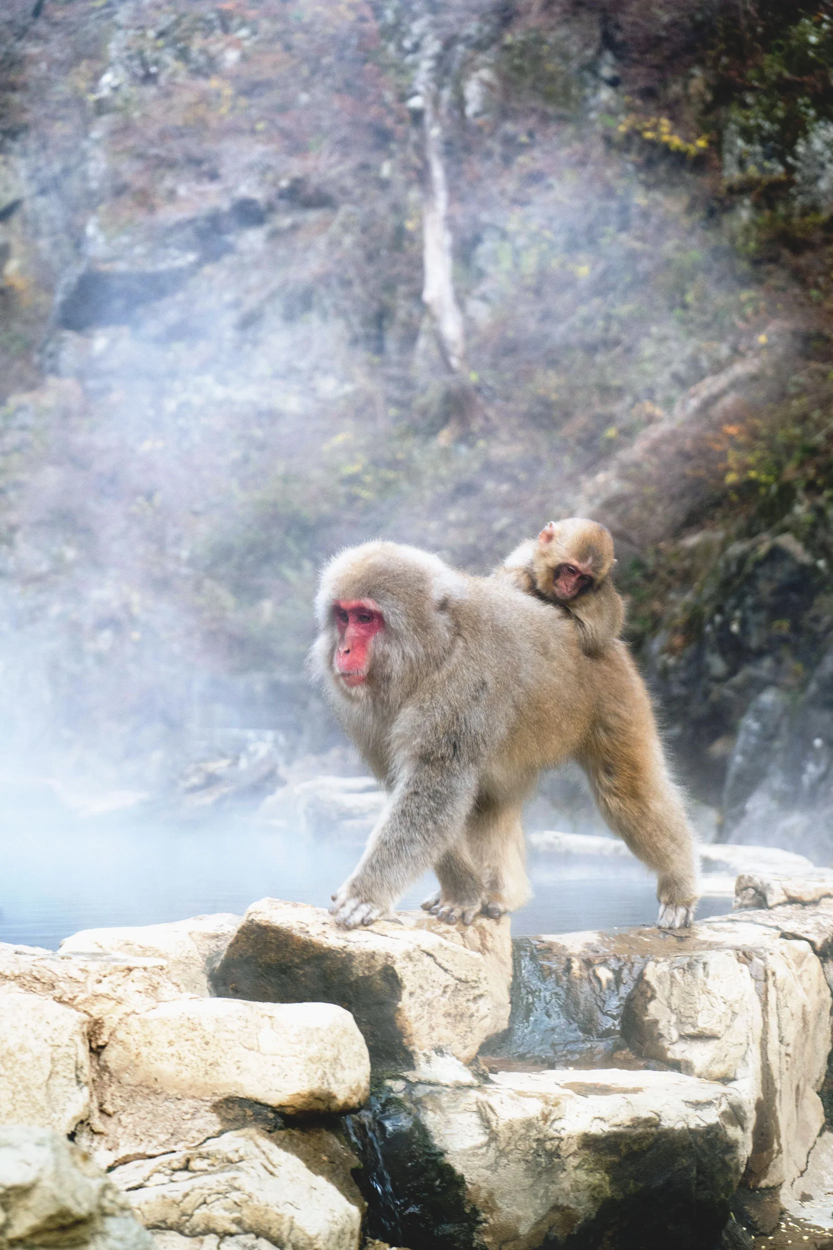 A monkey and her baby walk along an onsen hot spring at Jigokudani Monkey Park.