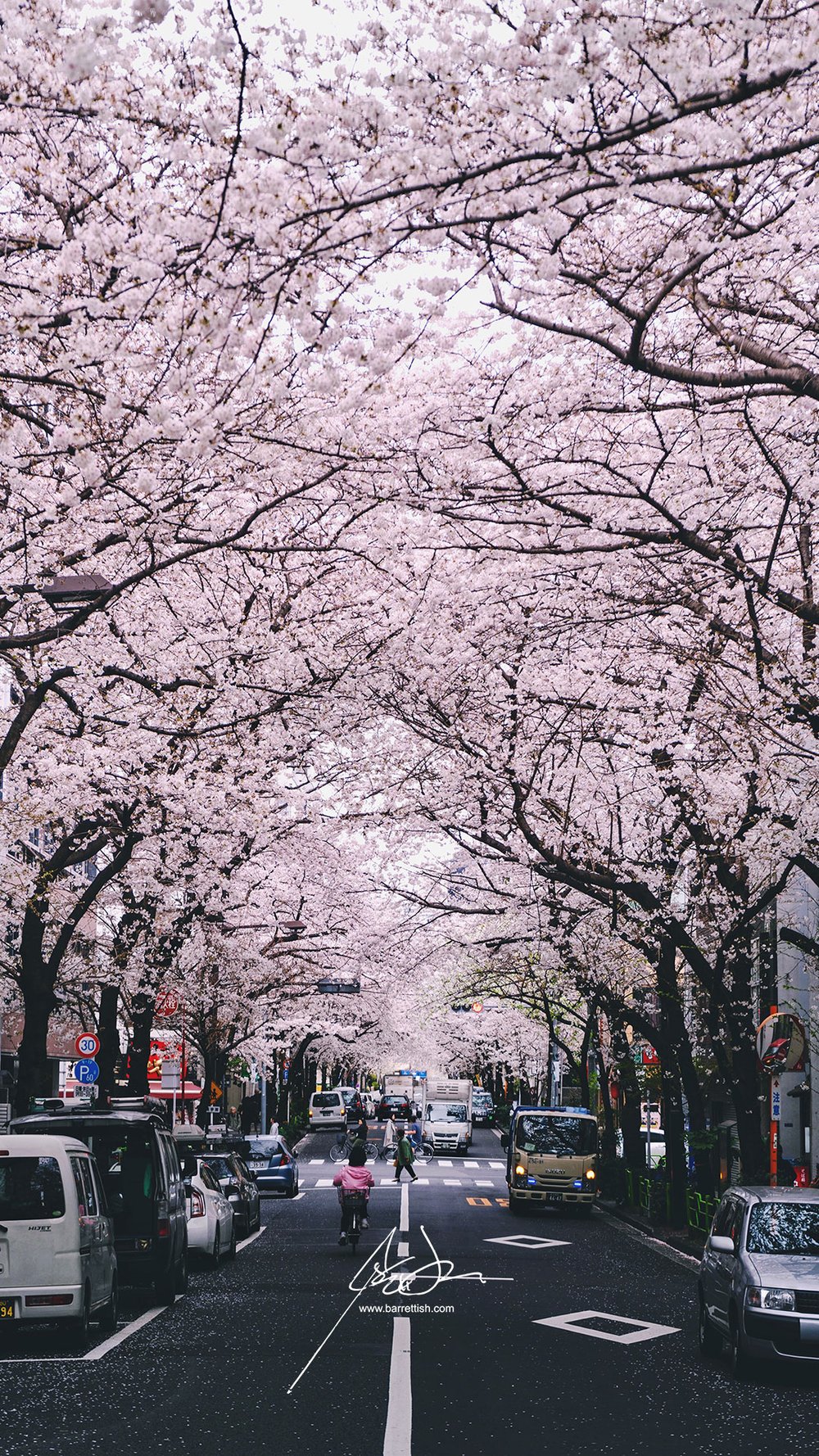 Free Japanese Cherry Blossom Smartphone Wallpapers Barrett