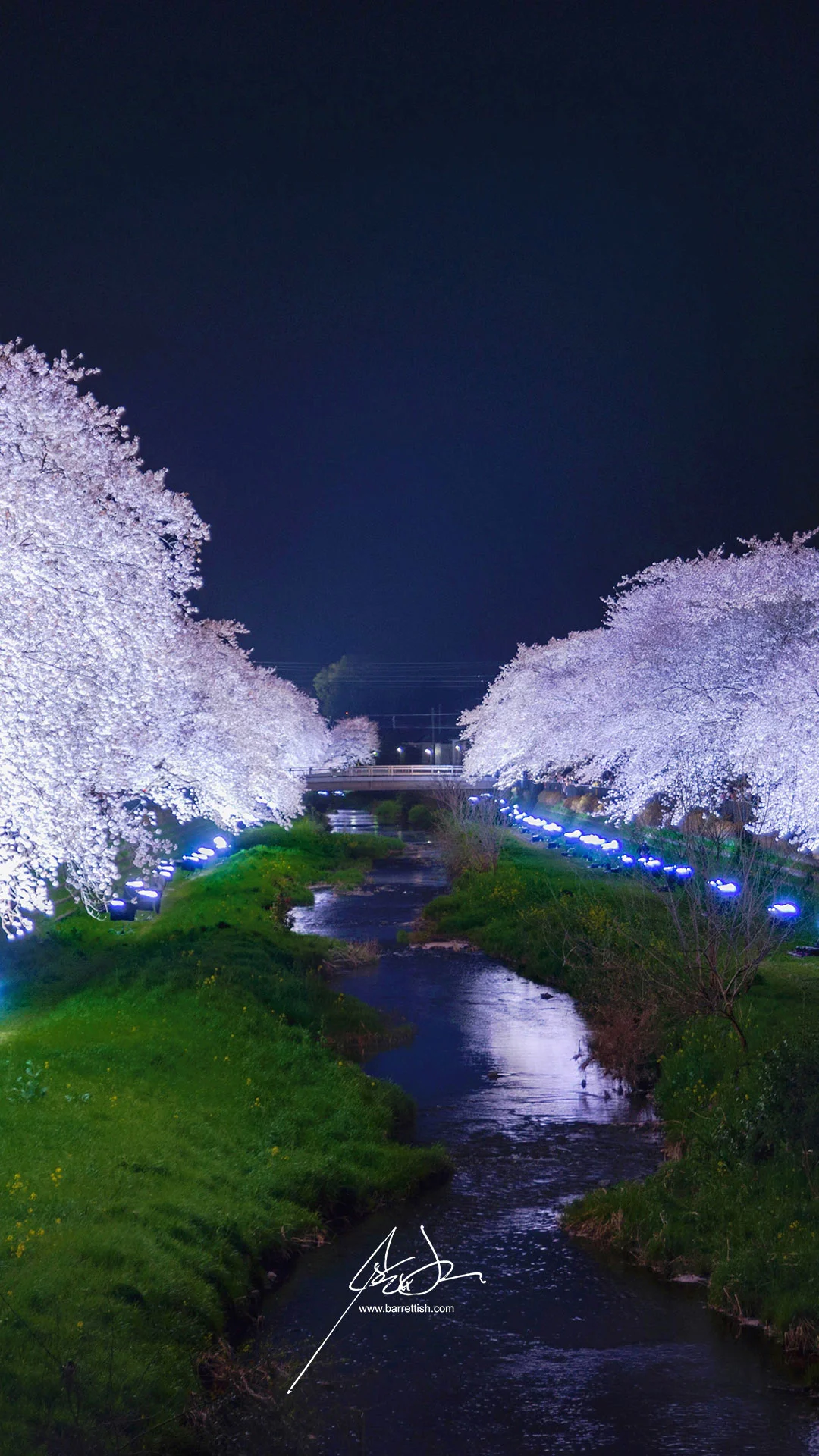 Glowing cherry blossoms in Nogawa, Tokyo for a 3-hour light up festival DOWNLOAD