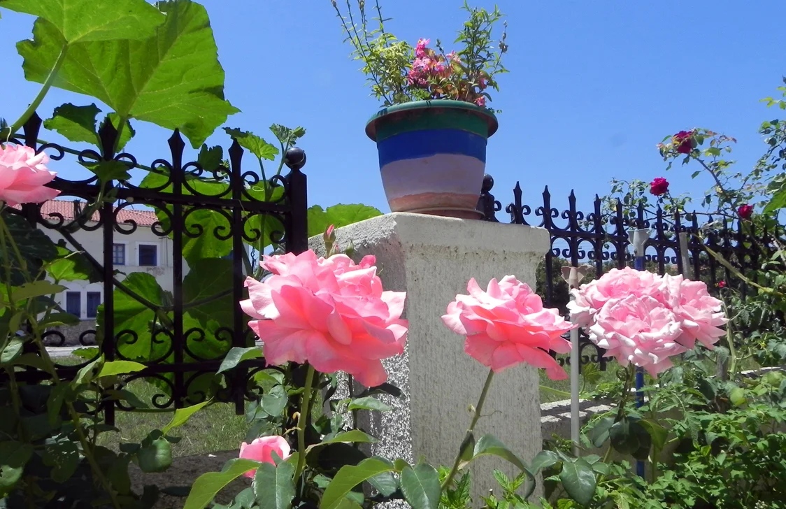 flowers low.jpg