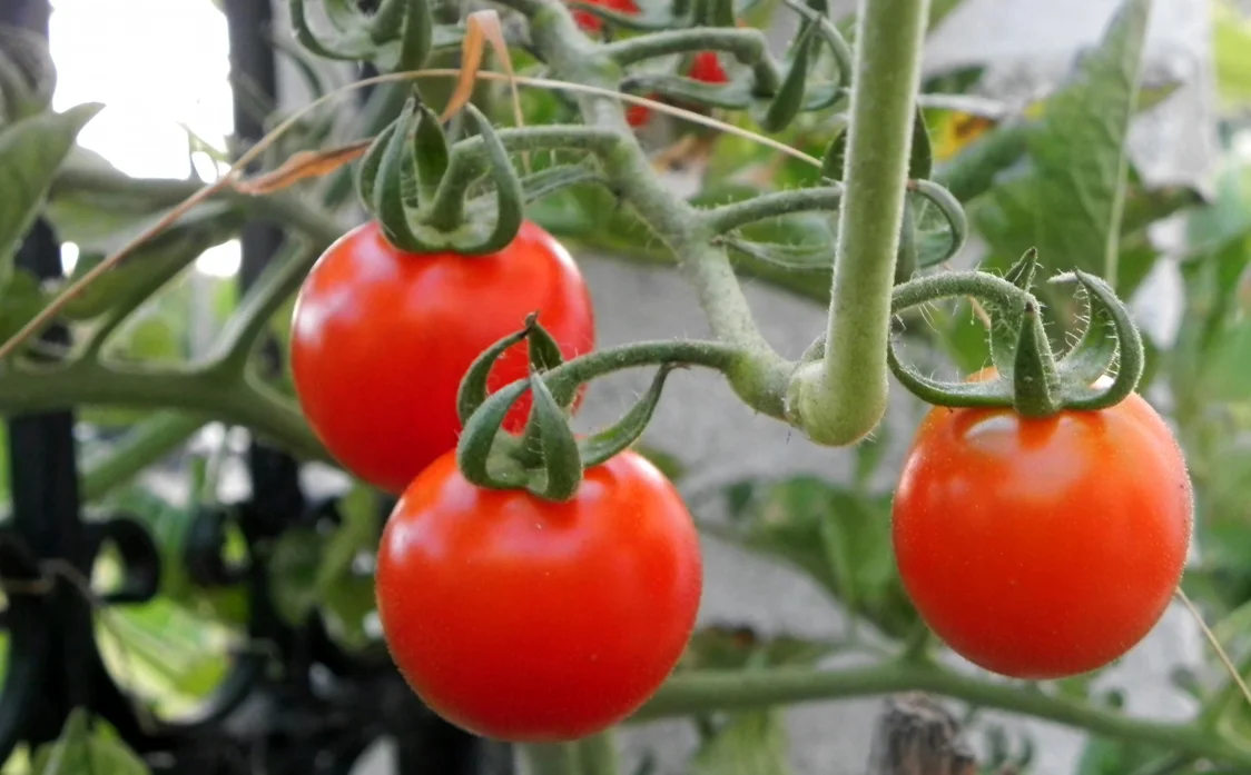 Ulysses tomatoes .jpg