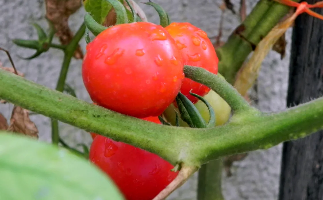 Ulysses tomatoes .jpg