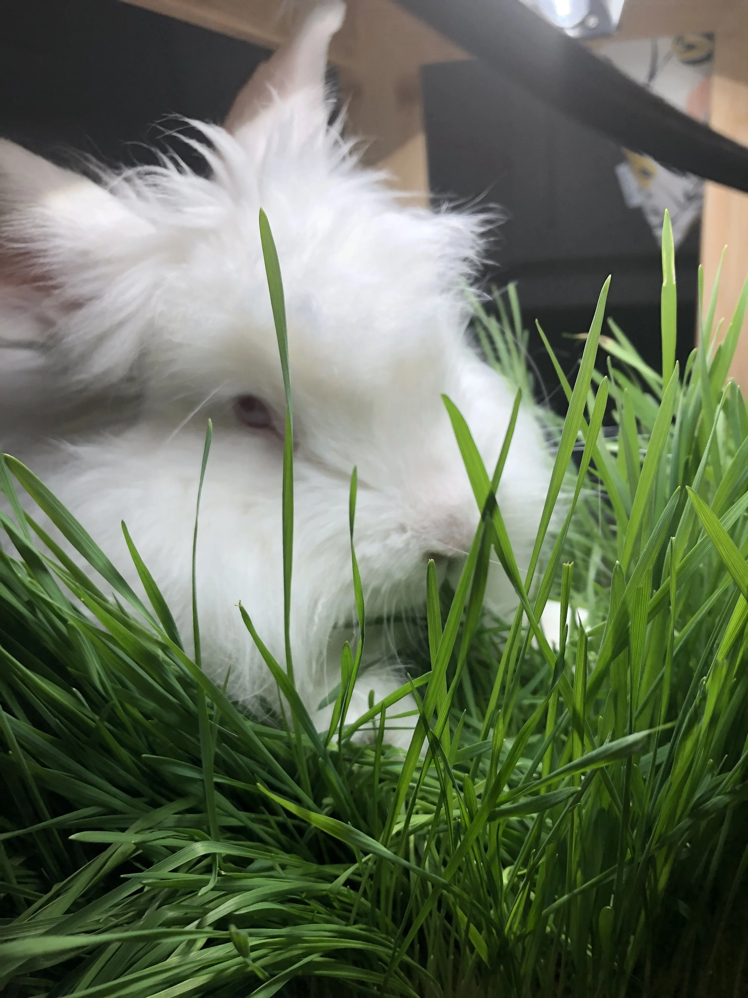 Wheatgrass for Bunnies, Chickens... and People