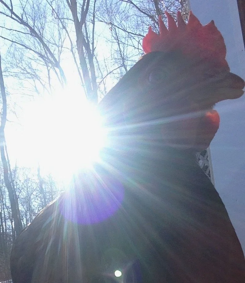 Advice on Village Hen Keeping