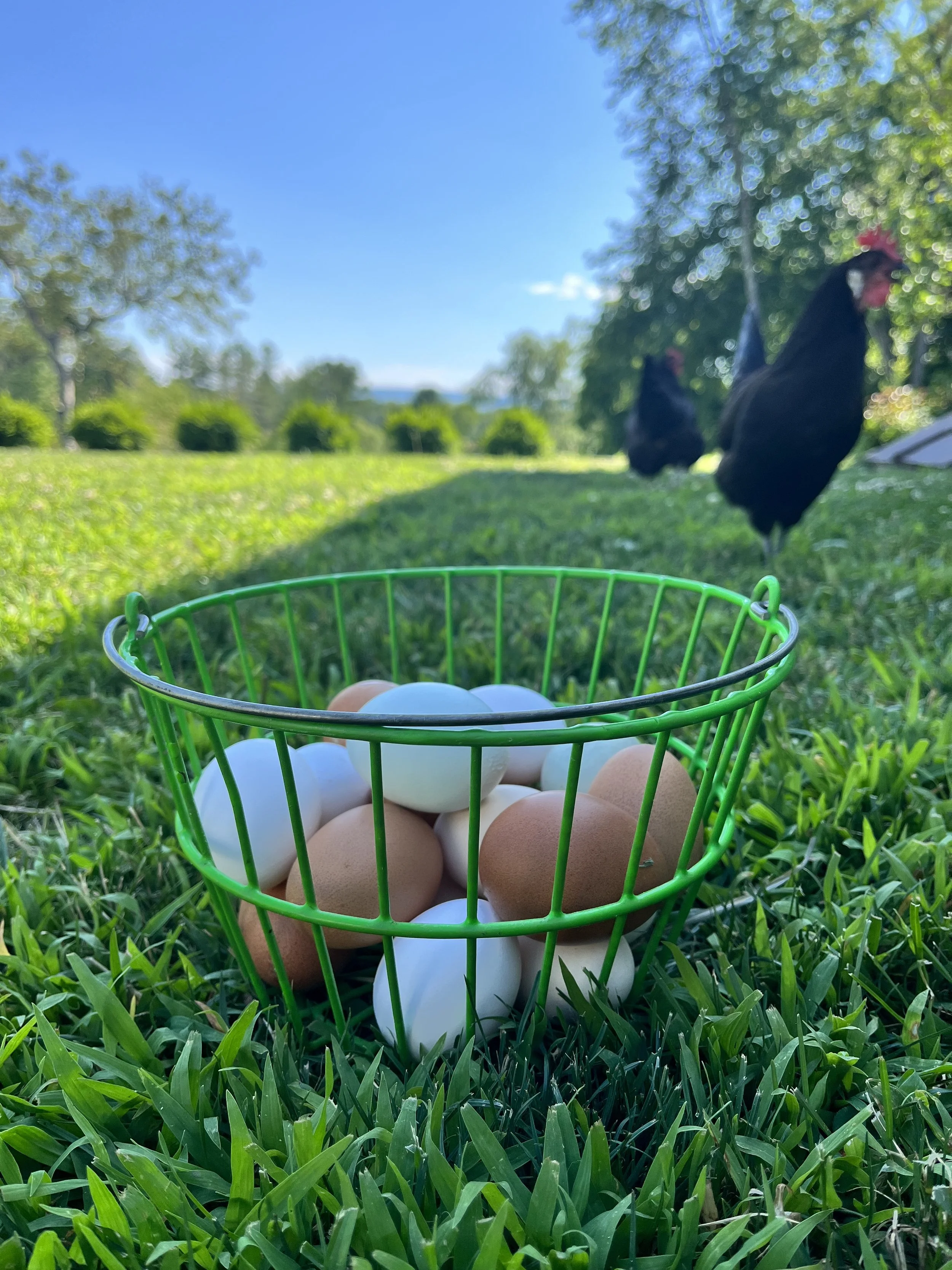 The Chickens & the Eggs