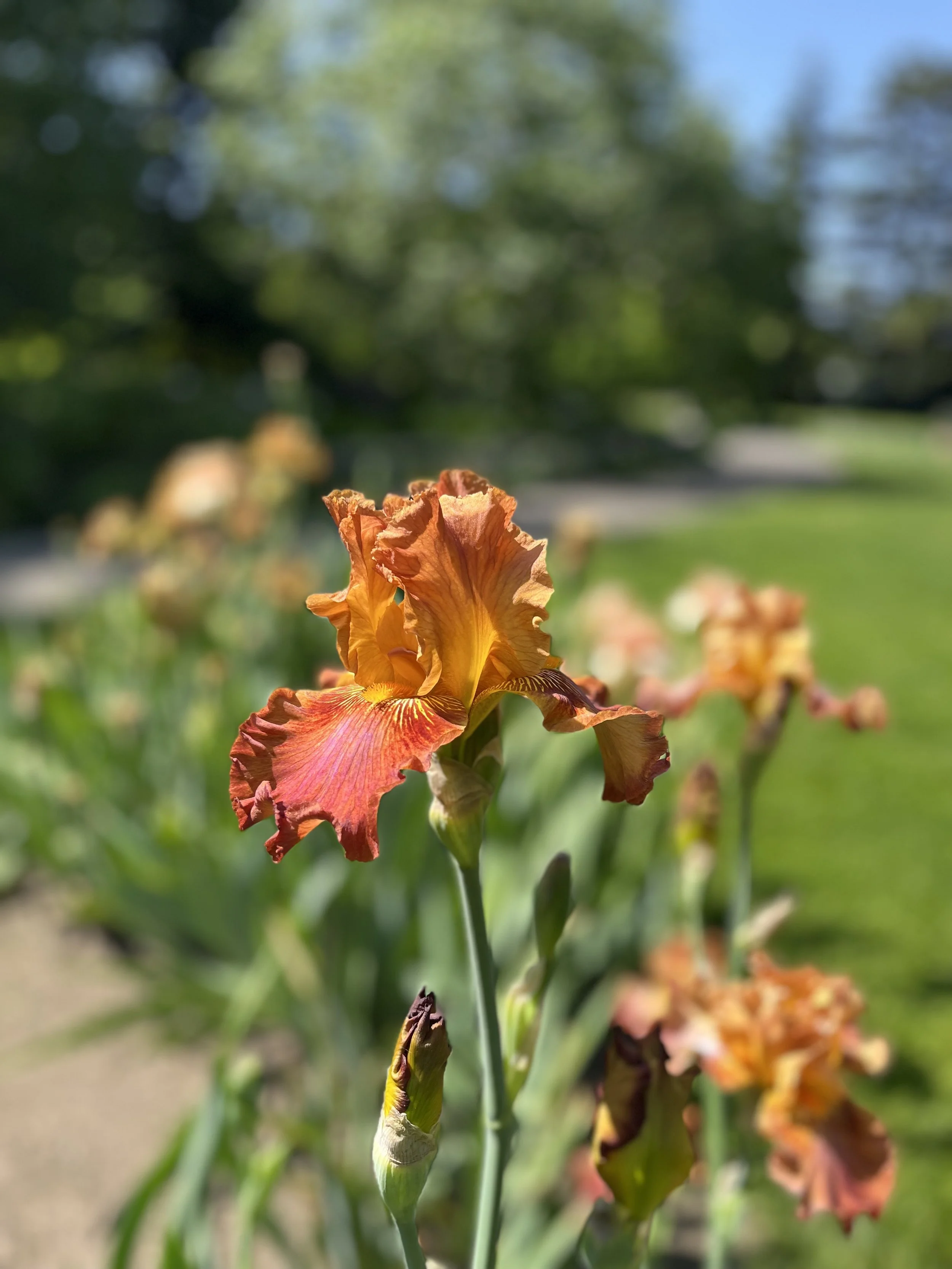 Splendid is the Flower…