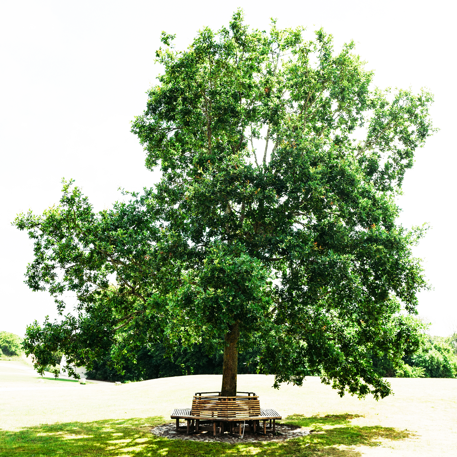 daenemark_baum_1500.png