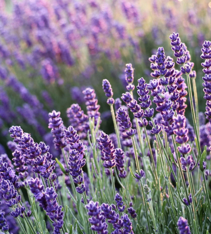 Screen Shot 2026-01-06 at 20.05.06.png