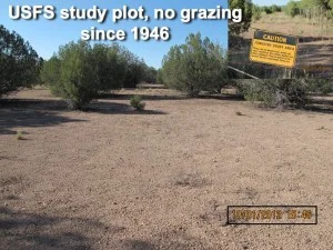 What the federal lands bureaucracy and environmental error produce. . . Photo Credit: Dan Dagget