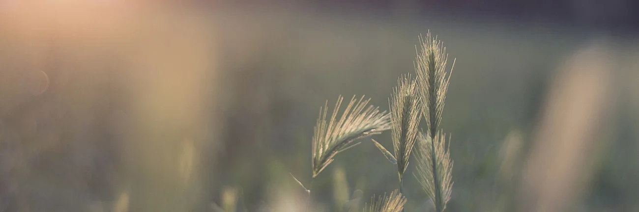 Of Ravens and Grass