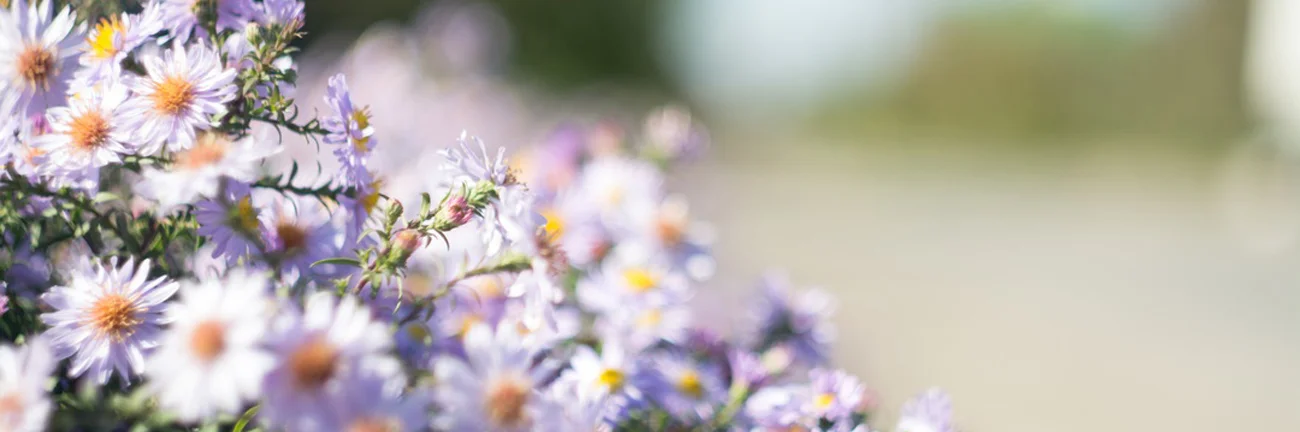 Someone Else's Love Story