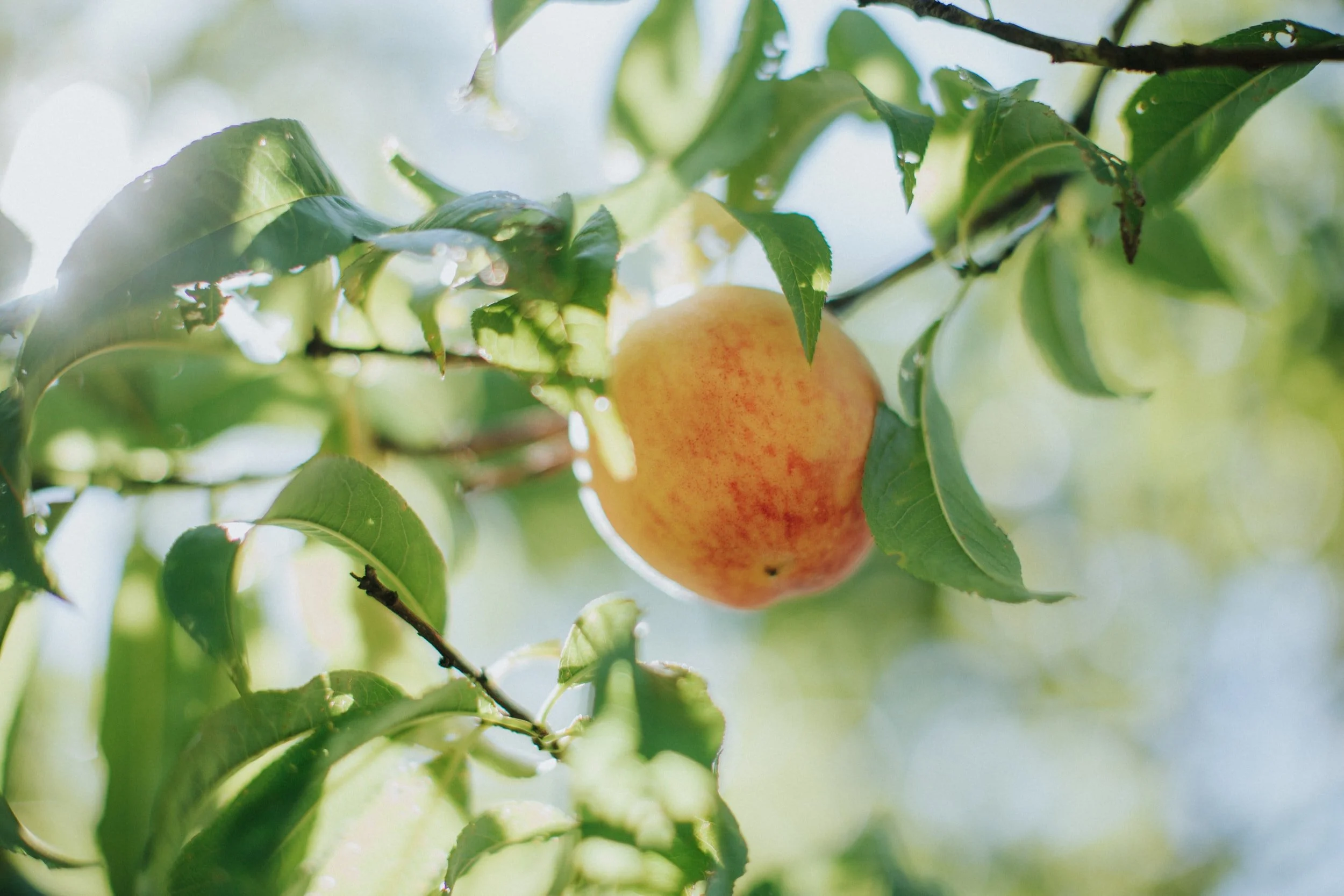 Enjoying Fruit (of the Spirit)