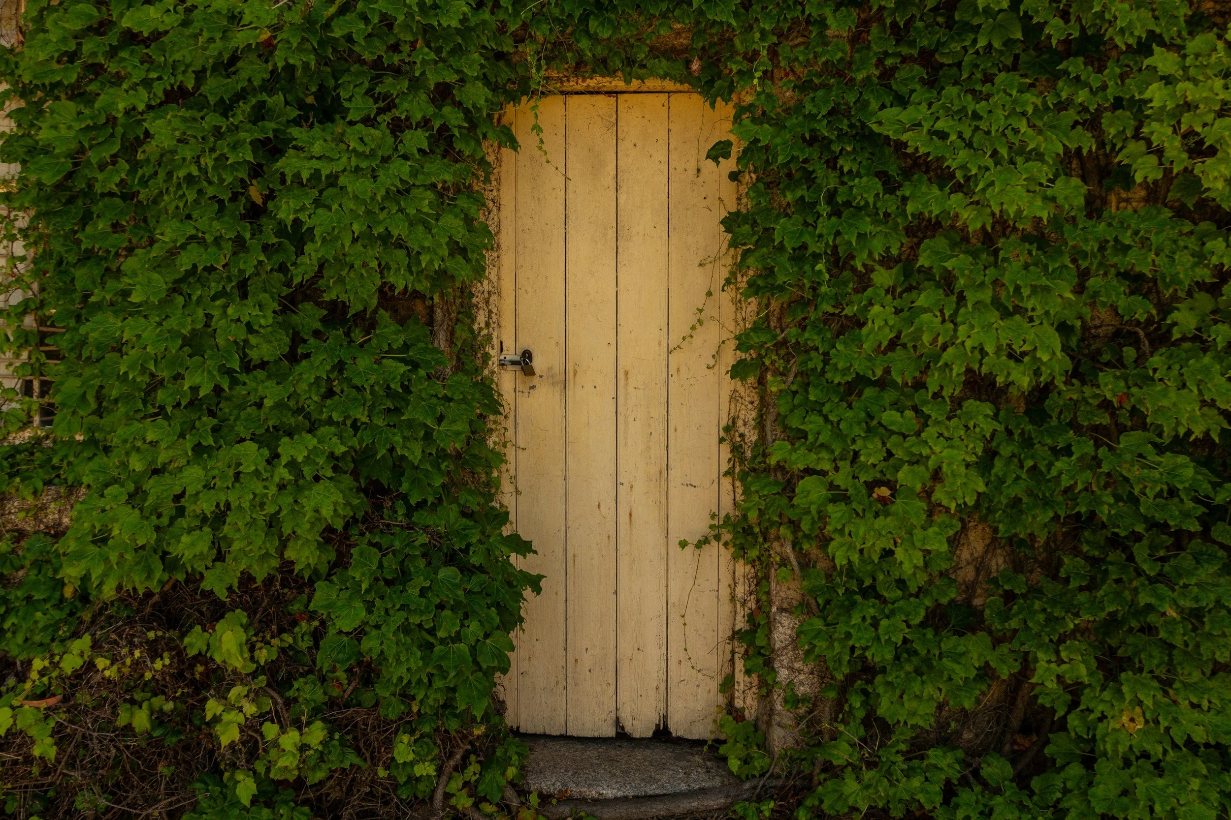 Backdoor Blessings: David Jordan (S)