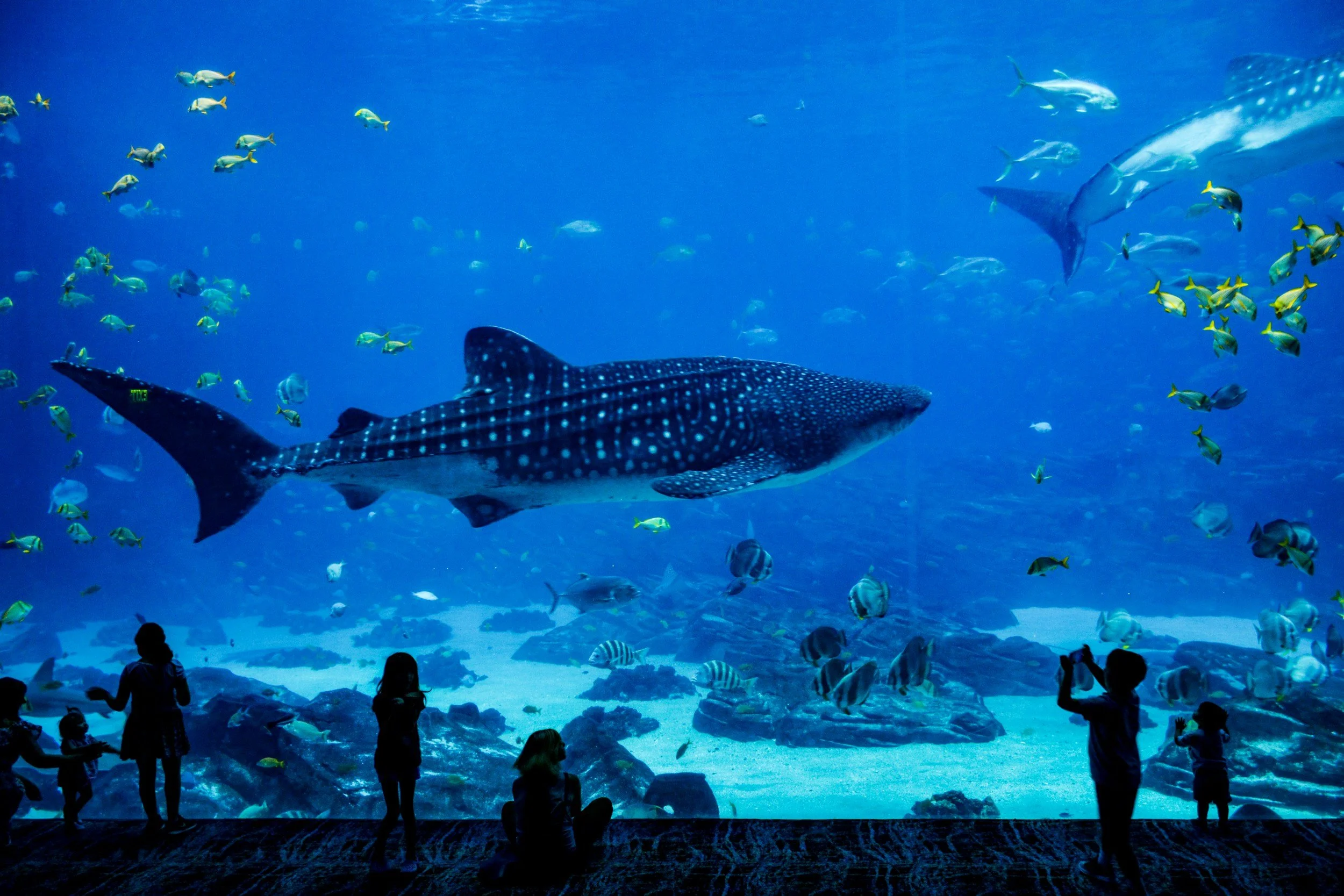 FBCD Youth End of Year Party at the Aquarium