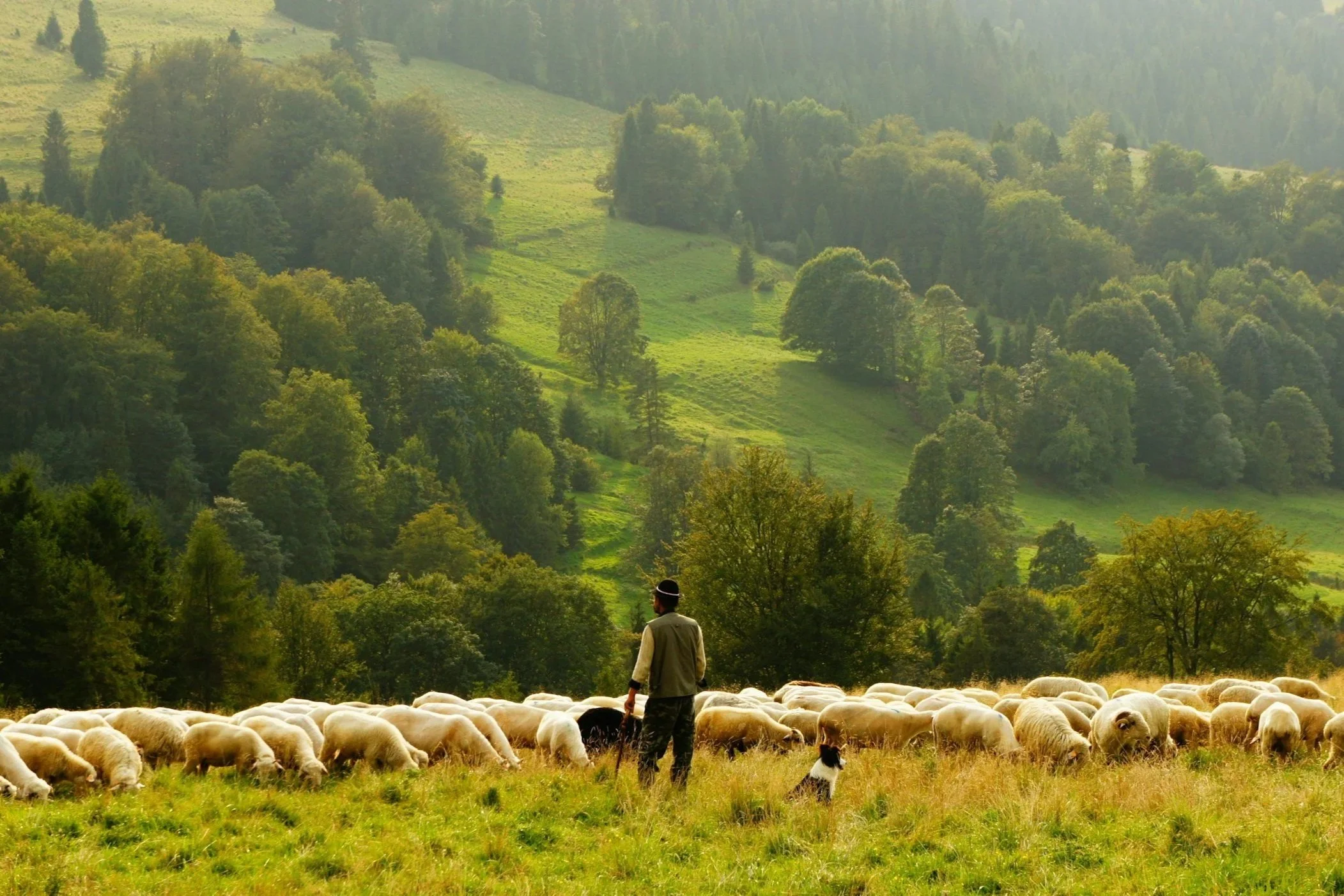 Test Your Shepherd: Zach Mason (FS)