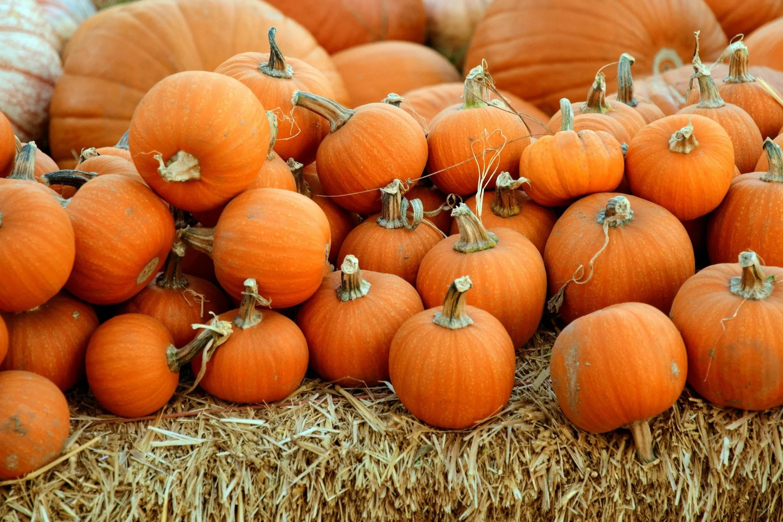 So Proud To Be So Humble: David Jordan (S)