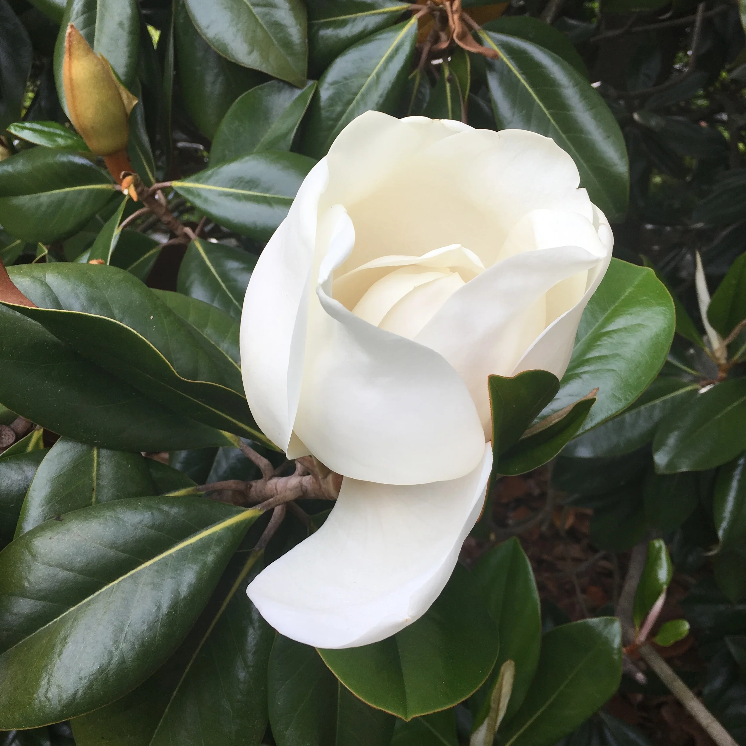 The Words Wooing Me Lately