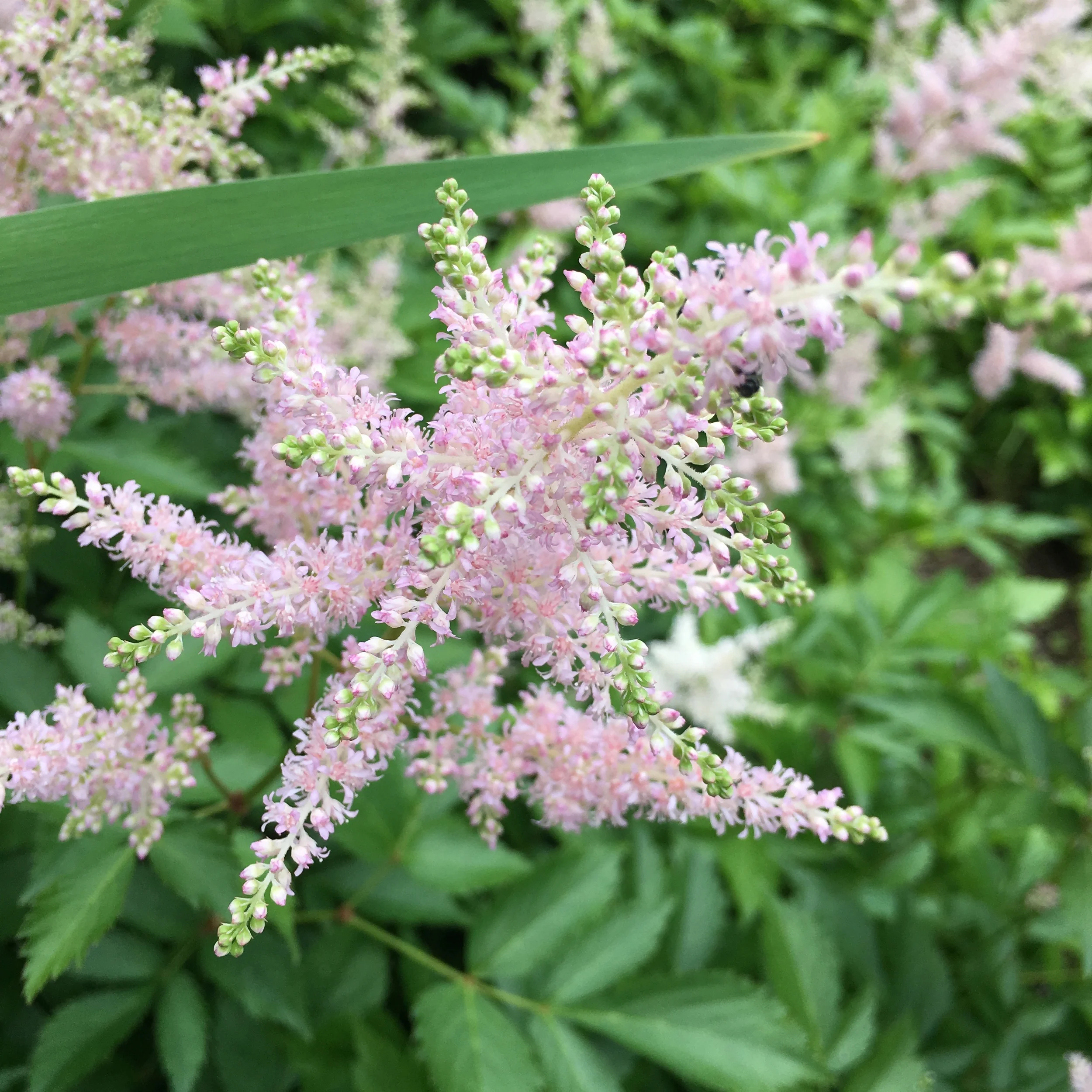 Make Me a Wildflower