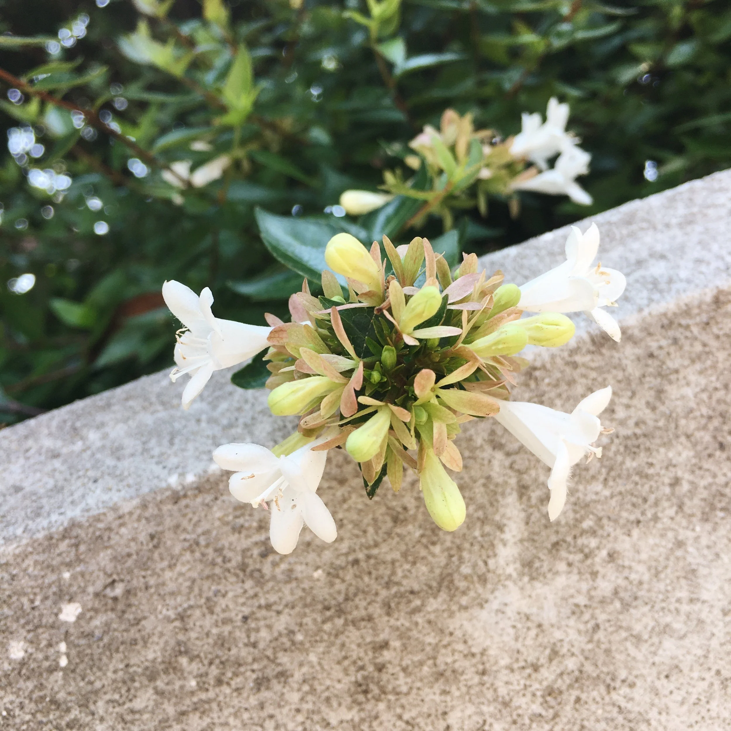 Little Letters // August 2017