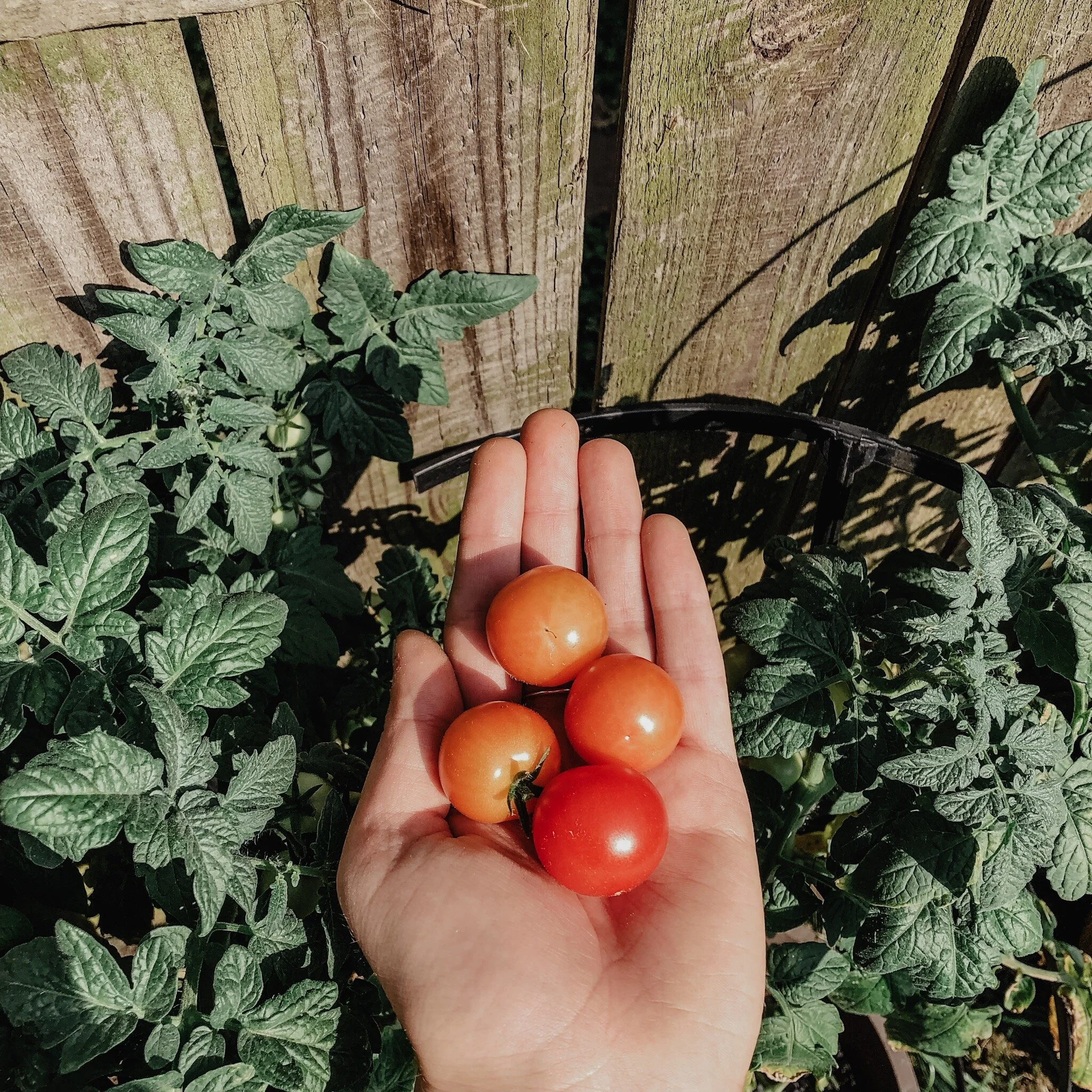 episode 14: morning/evening prayers + gardening + humility.