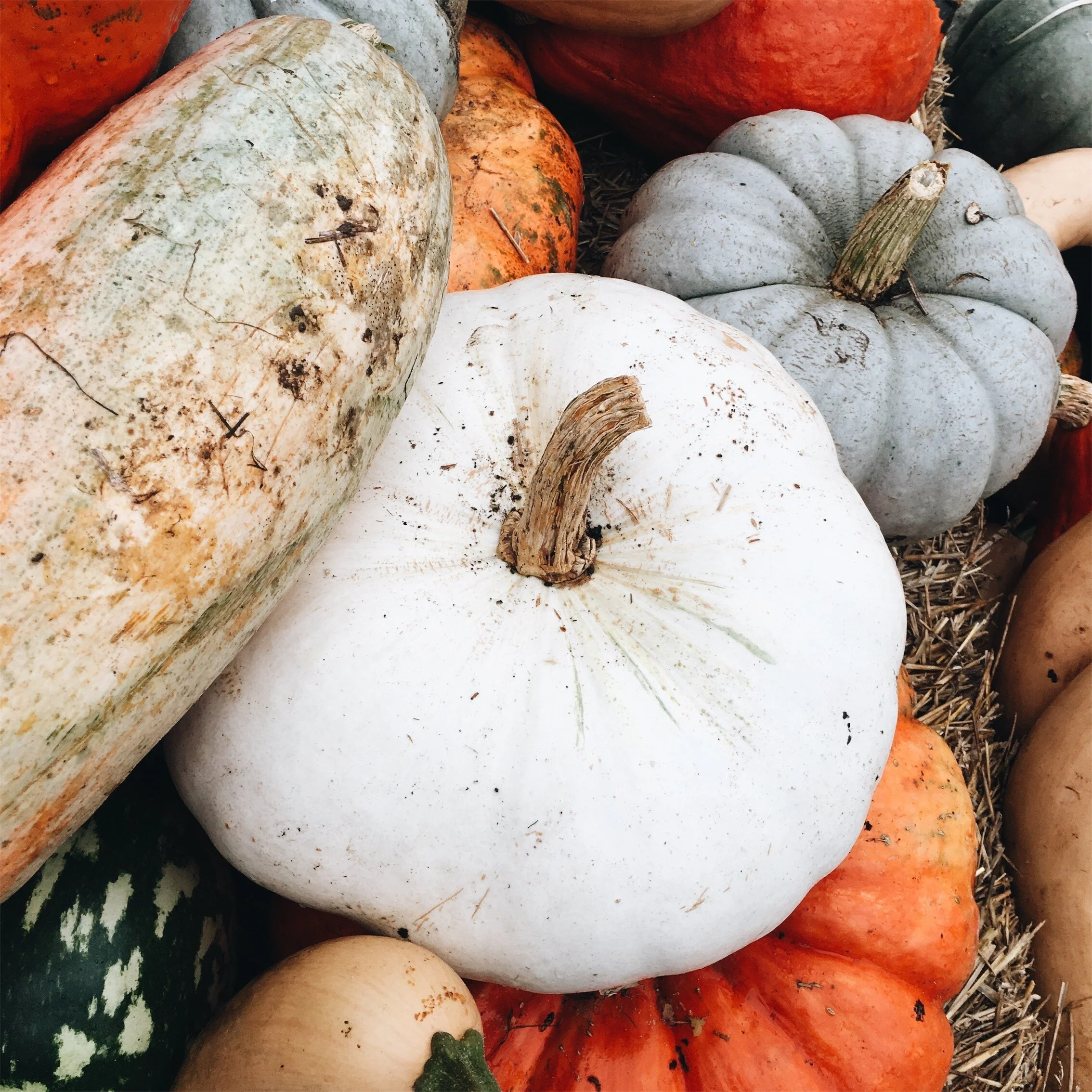 36 Fall Faves (Books, Candles, food, Cozy Things, + more!)