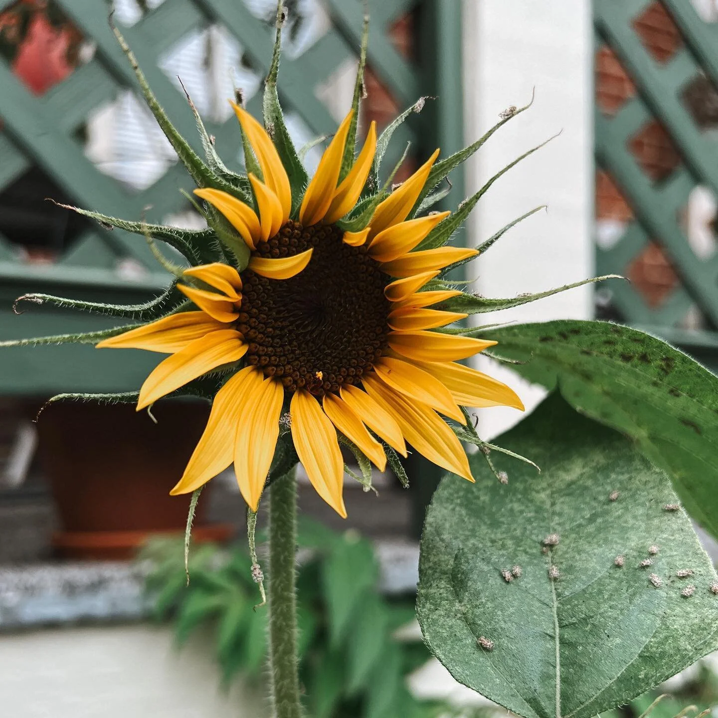 a good list from my least favorite month (aka an exercise in choosing joy): the one surprise sunflower stalk with three bold blooms. reading the twilight saga for the first time ever and finding it&hellip; entertaining (and awful). a major sandwich m